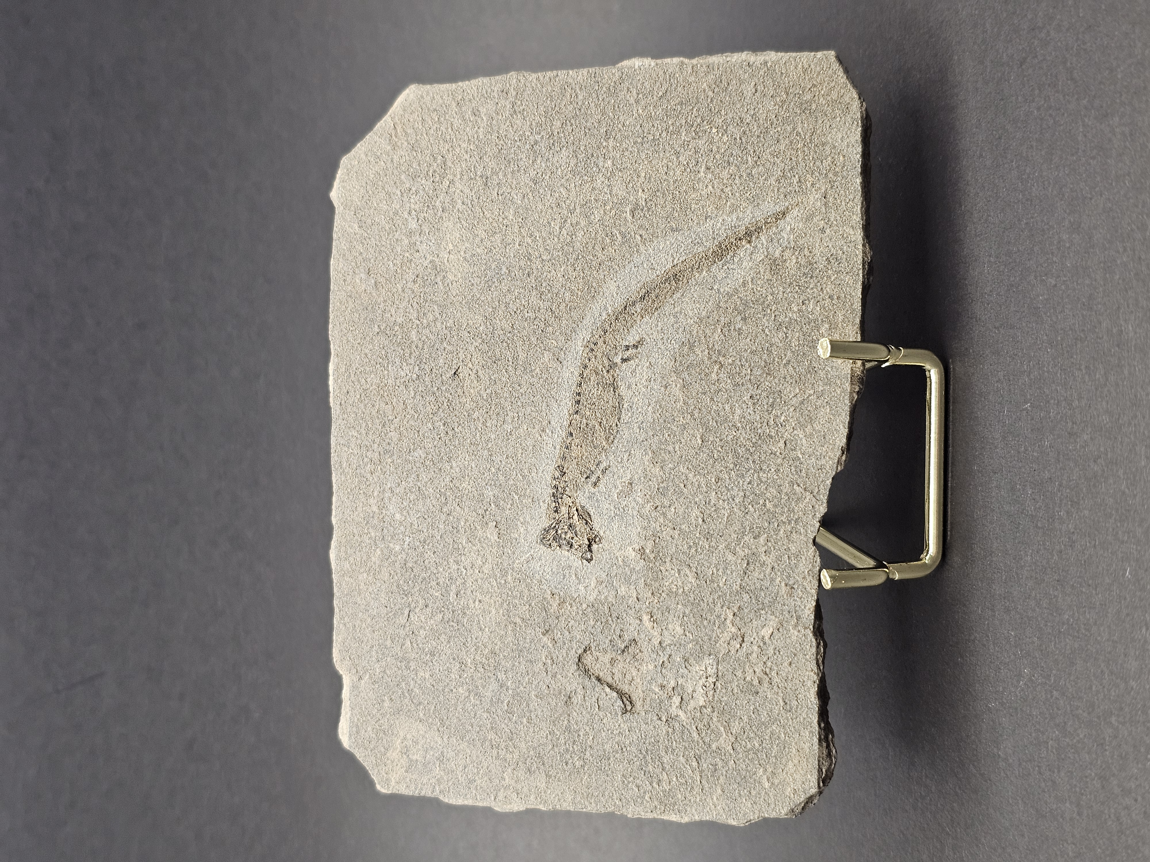 Collection of One-off Specimens fossils