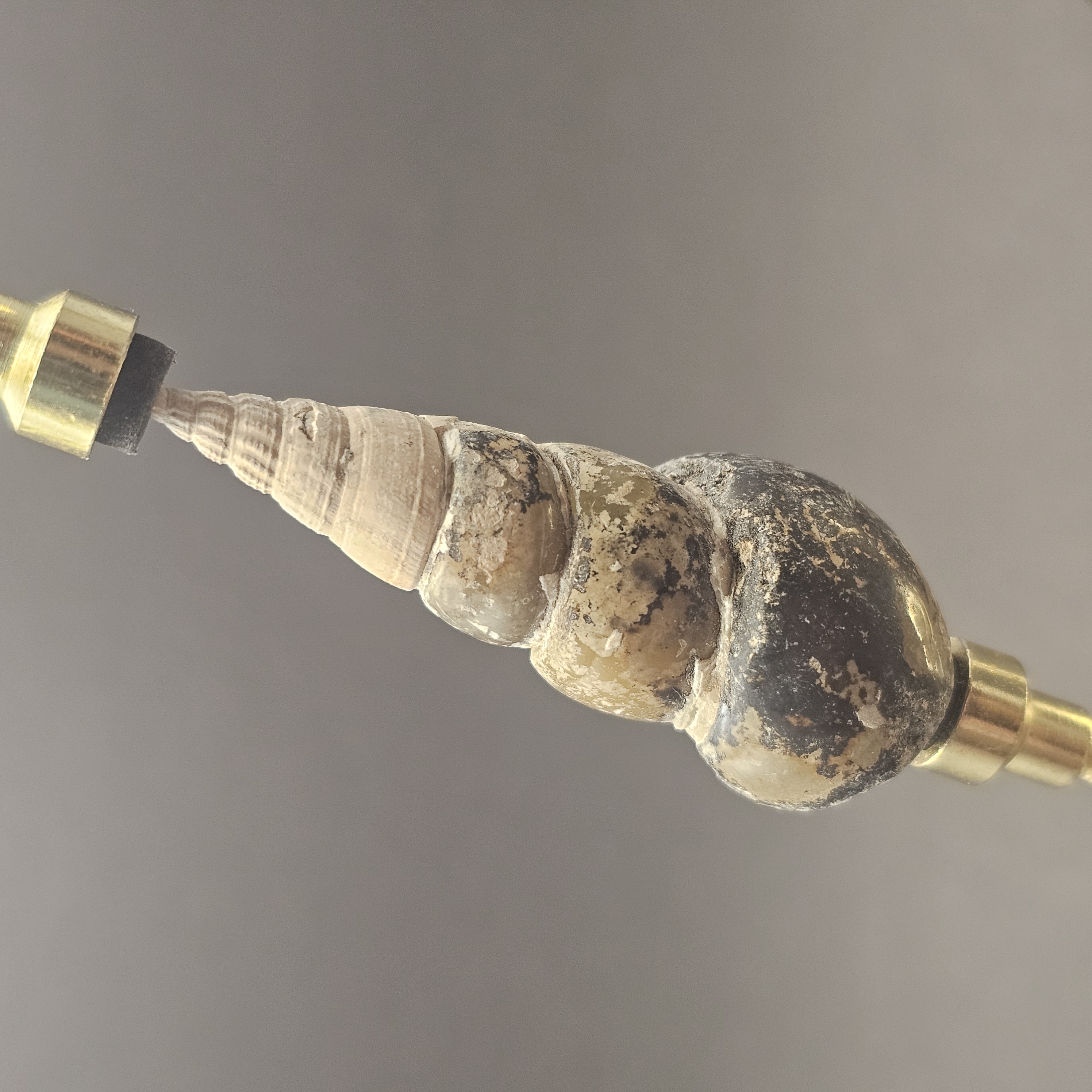 Gastropods