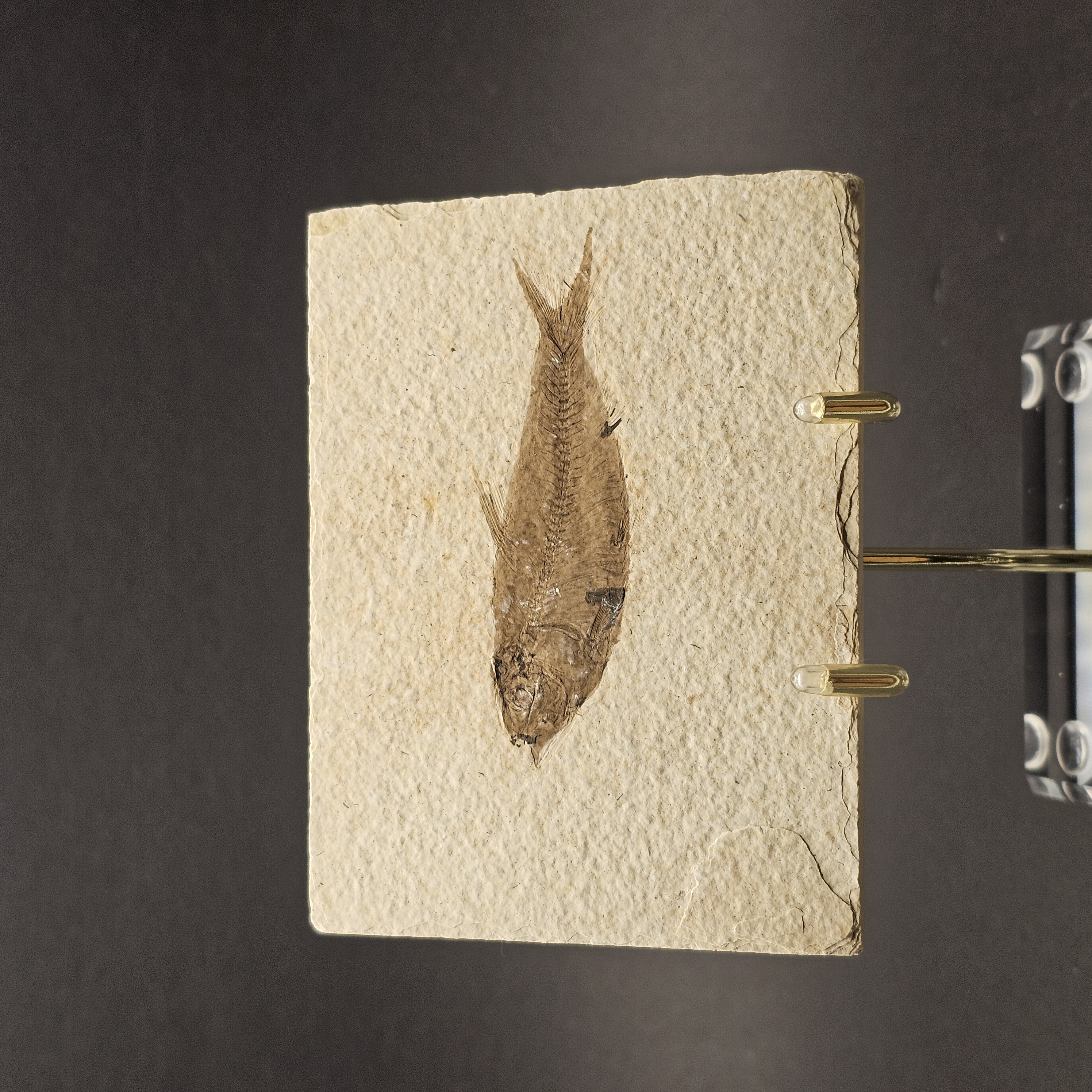Fossil Fish