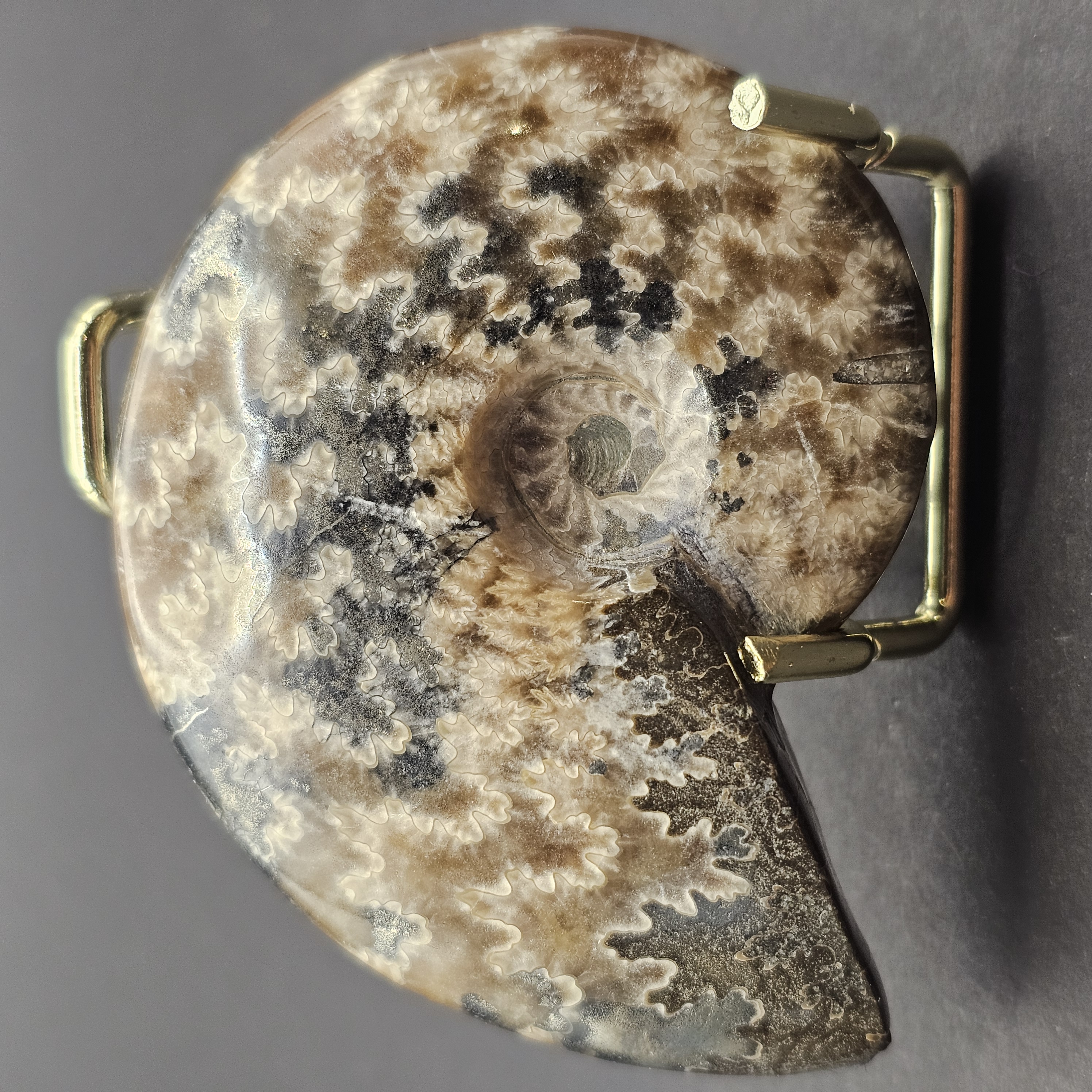 Ammonites