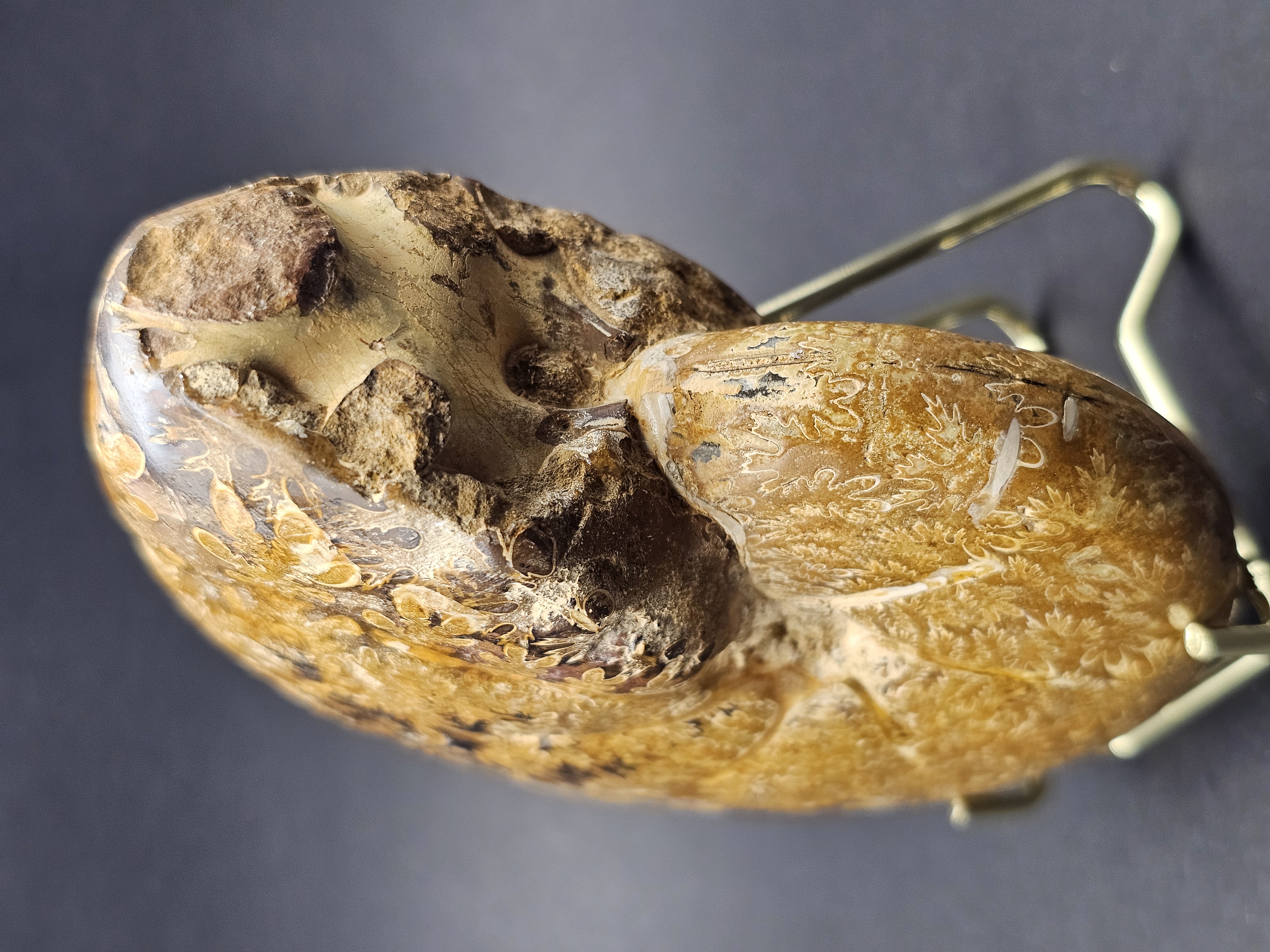 Polished Madagascan Phylloceratid Ammonite - 305g — view 6