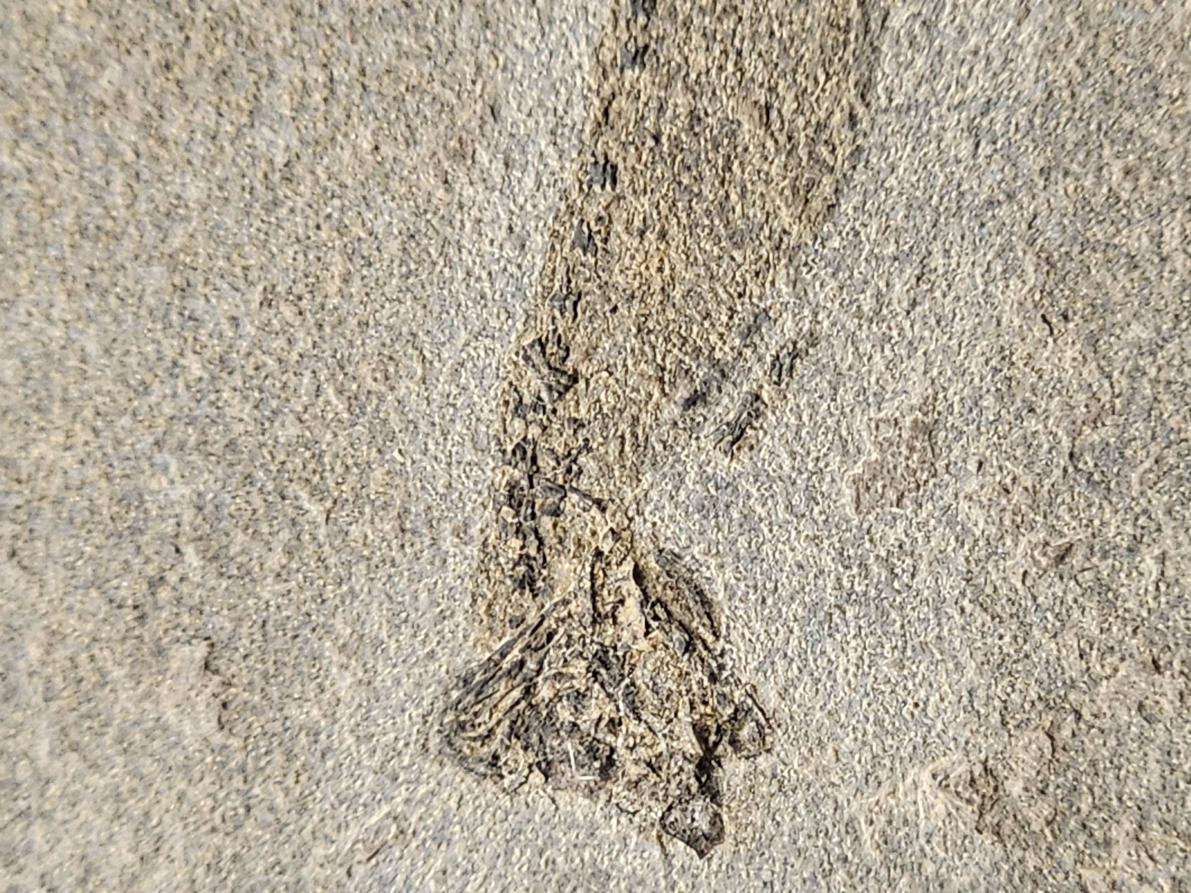 Apateon Branchiosaur | 6cm Specimen — view 3
