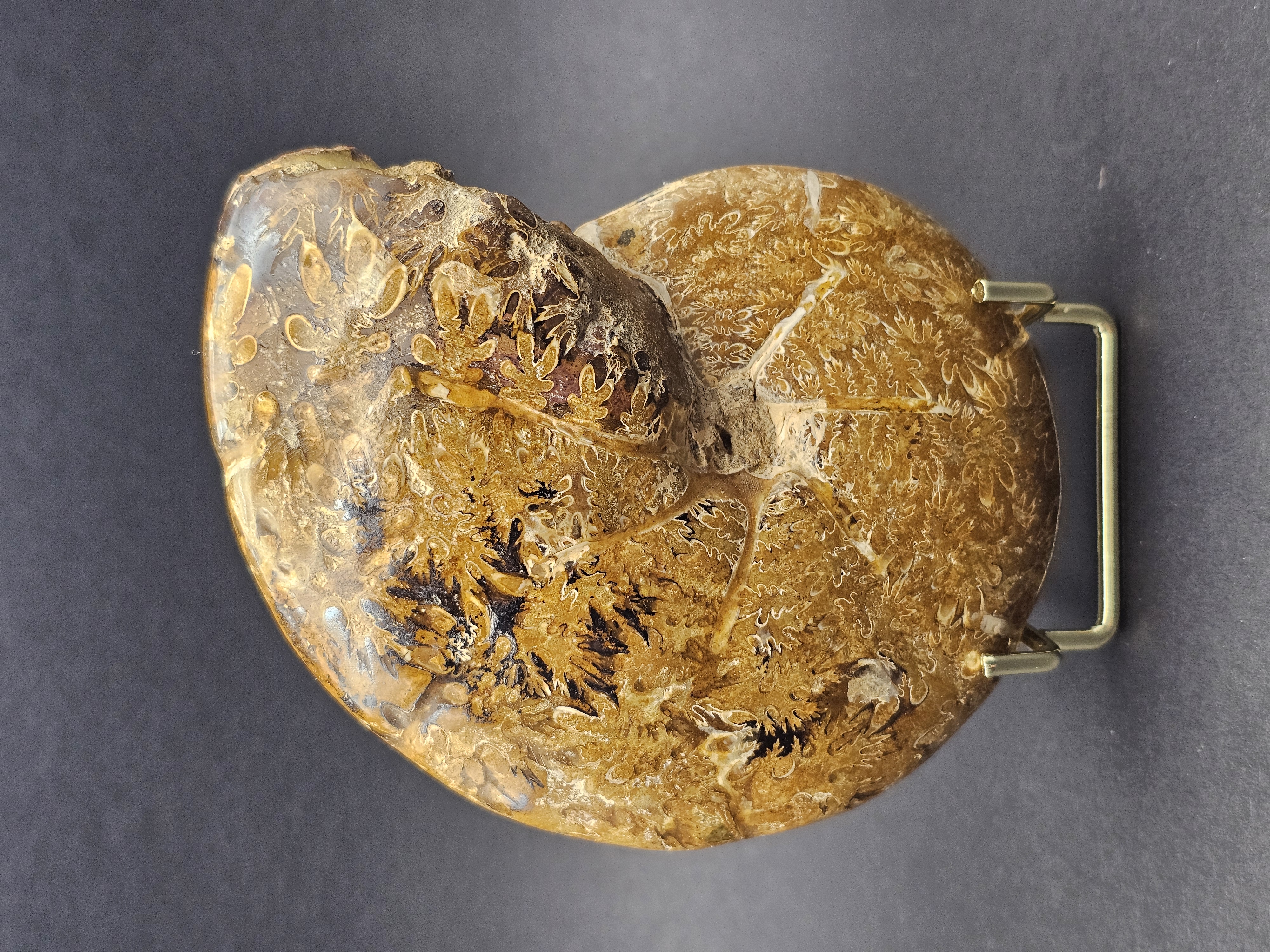 Polished Madagascan Phylloceratid Ammonite - 305g — view 1
