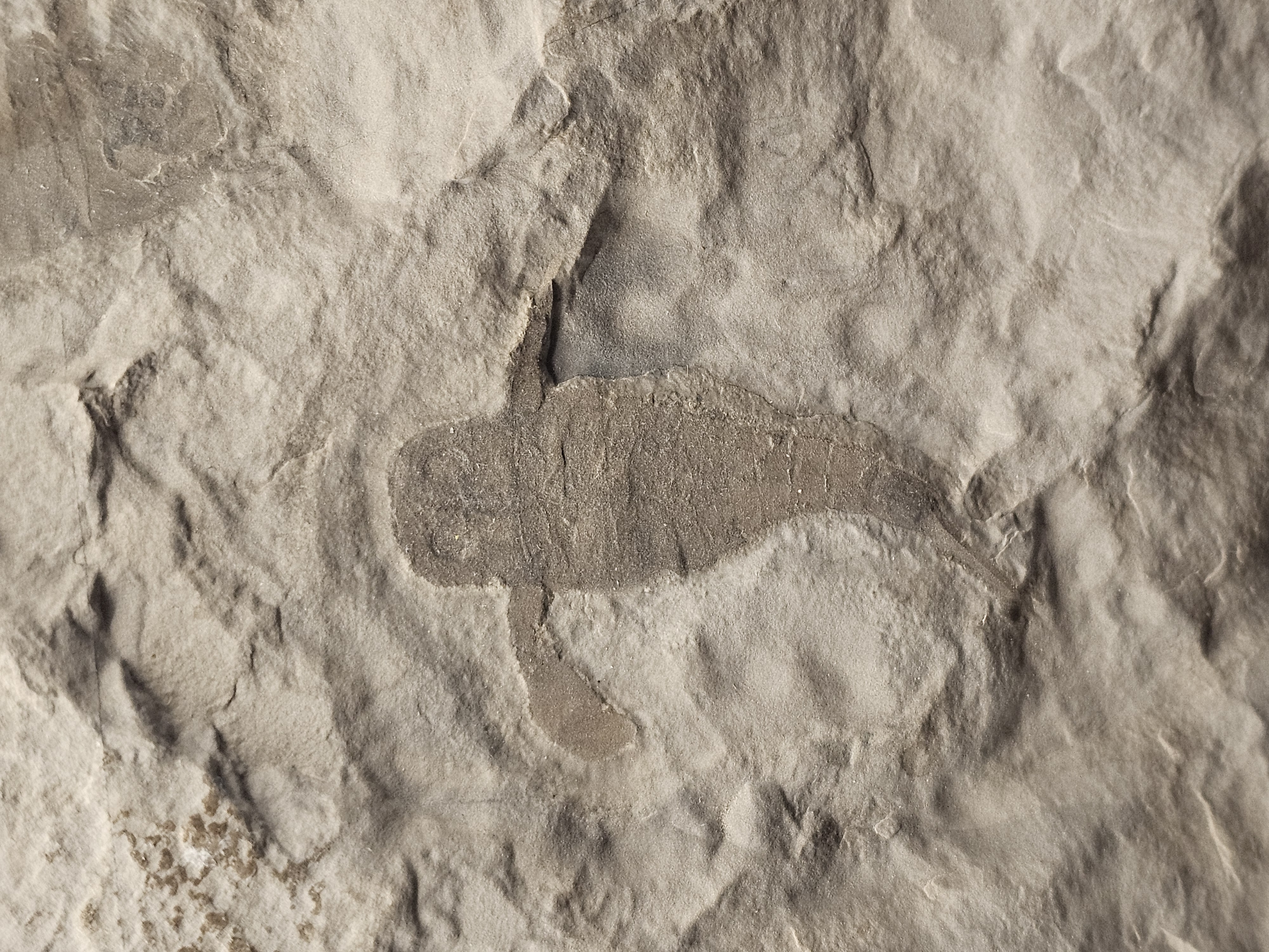 Eurypterid “Sea Scorpion” Fossil Pair in Wooden Display Case — view 3
