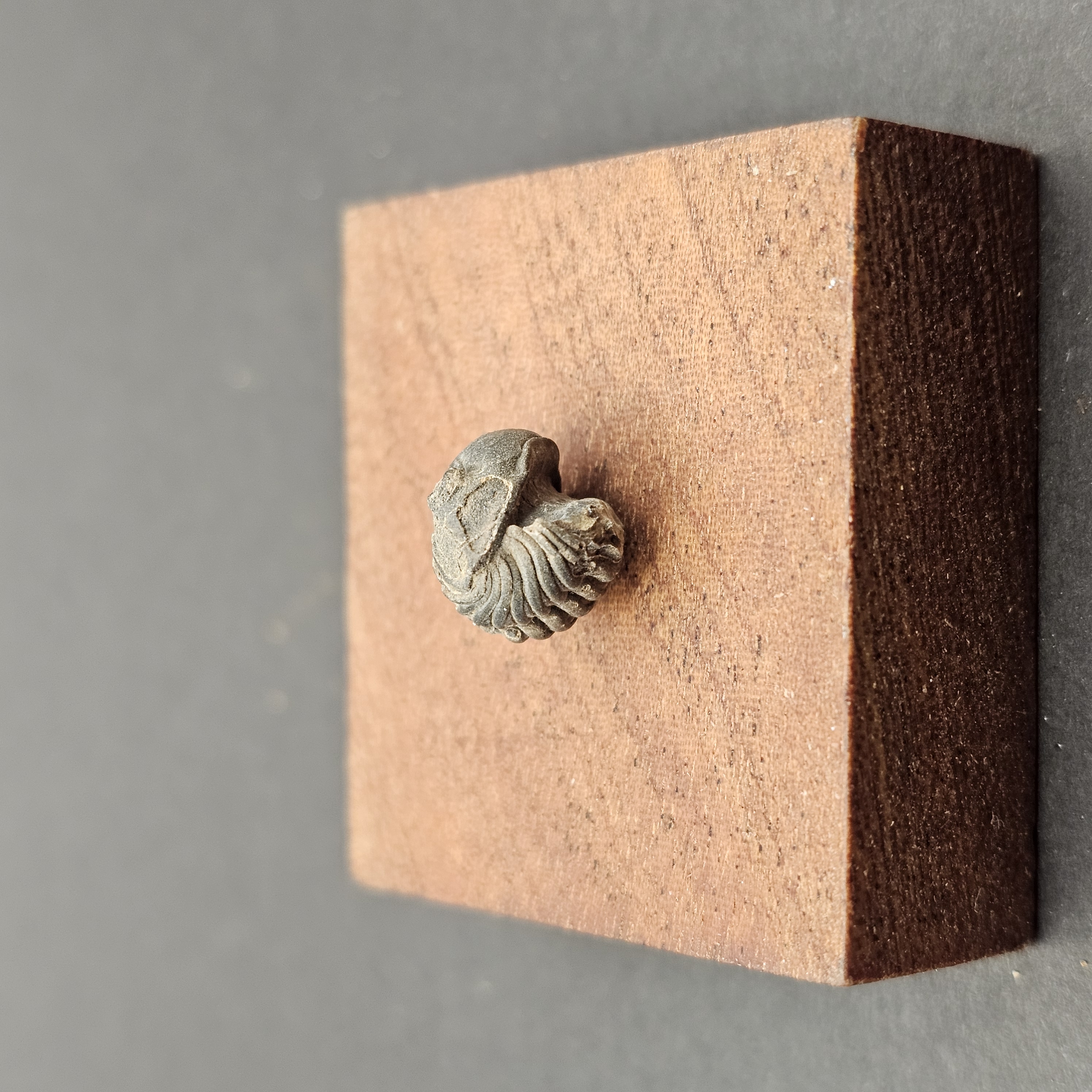 Small Enrolled Phacops Trilobite — view 1