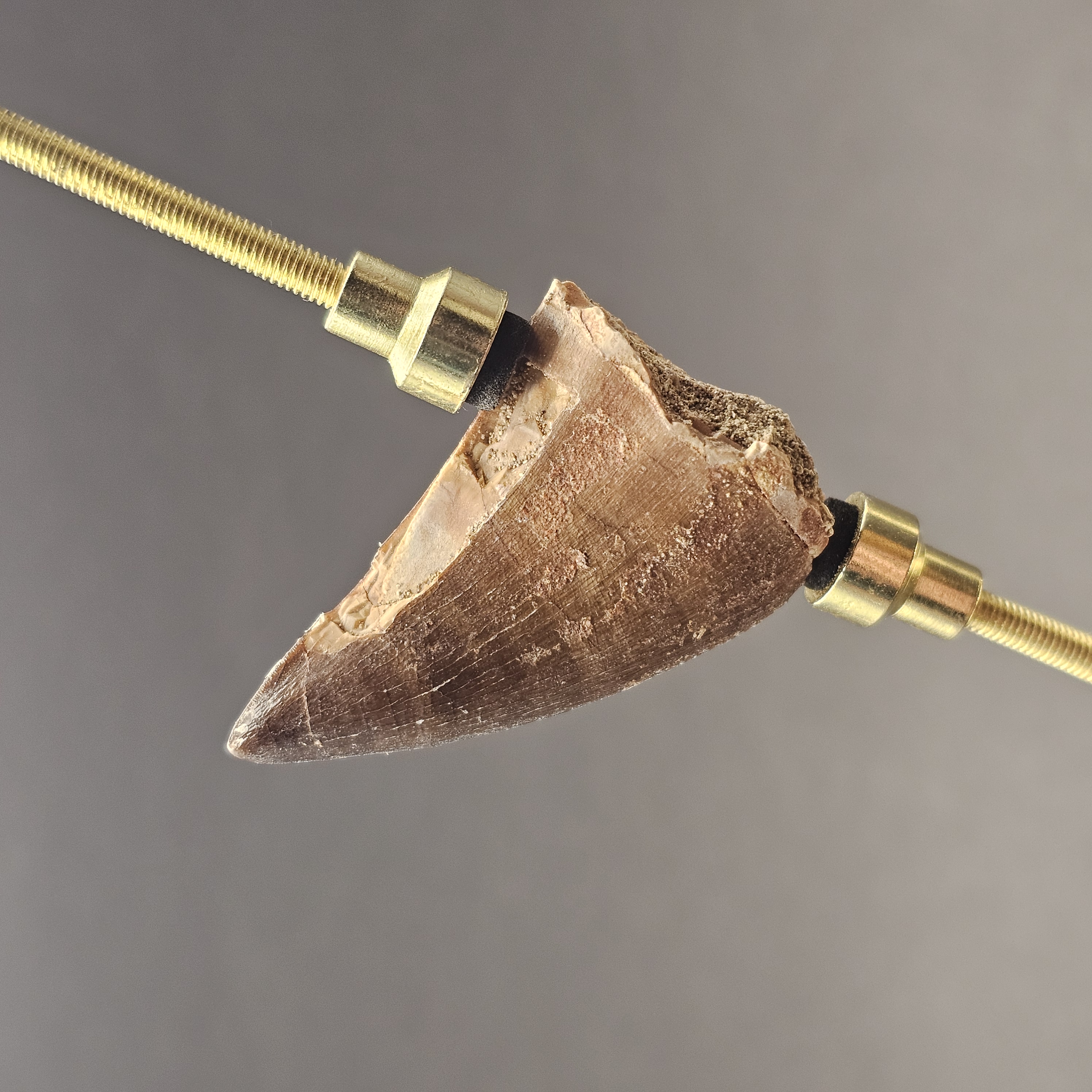 Mosasaur Tooth — view 1