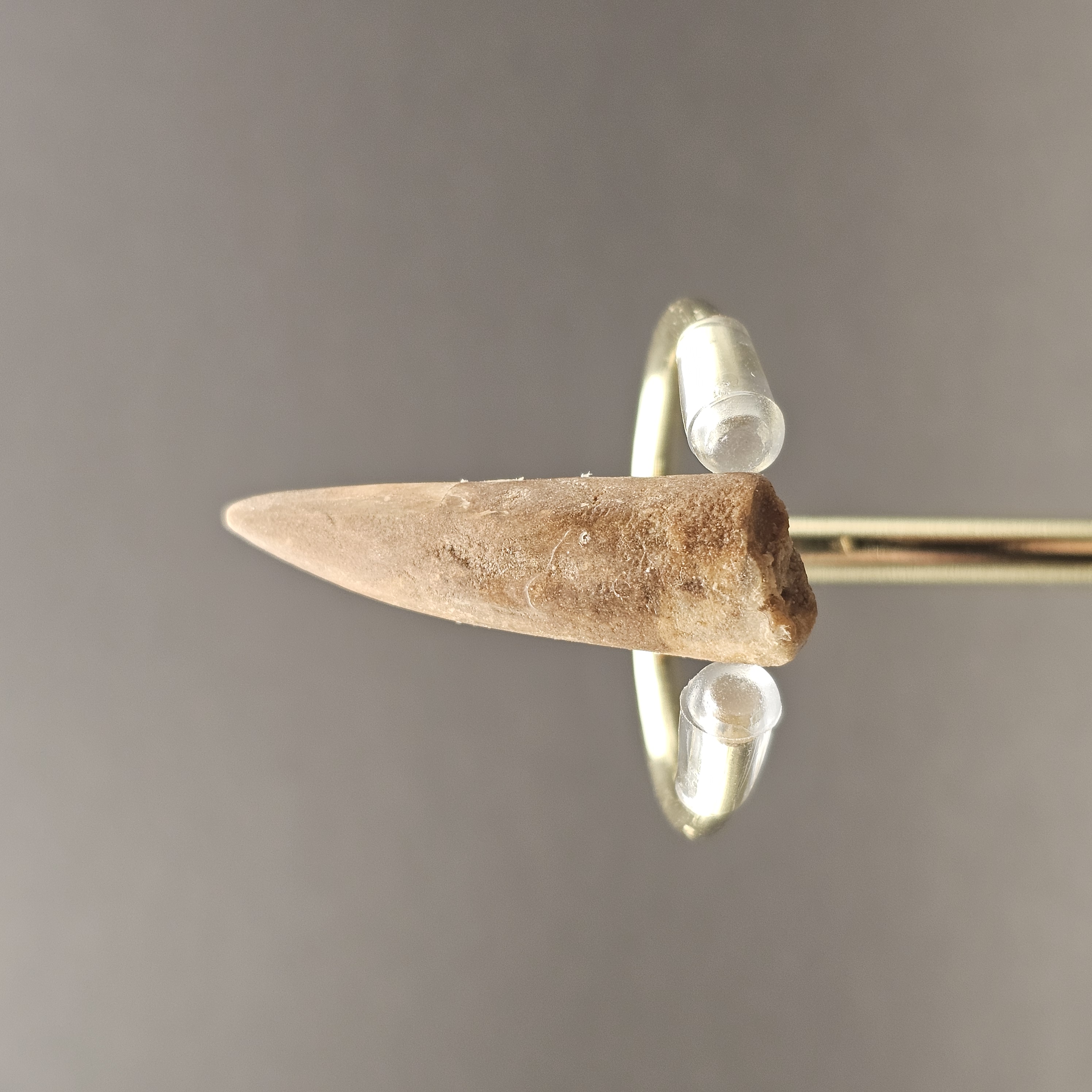 Plesiosaur Tooth — view 5
