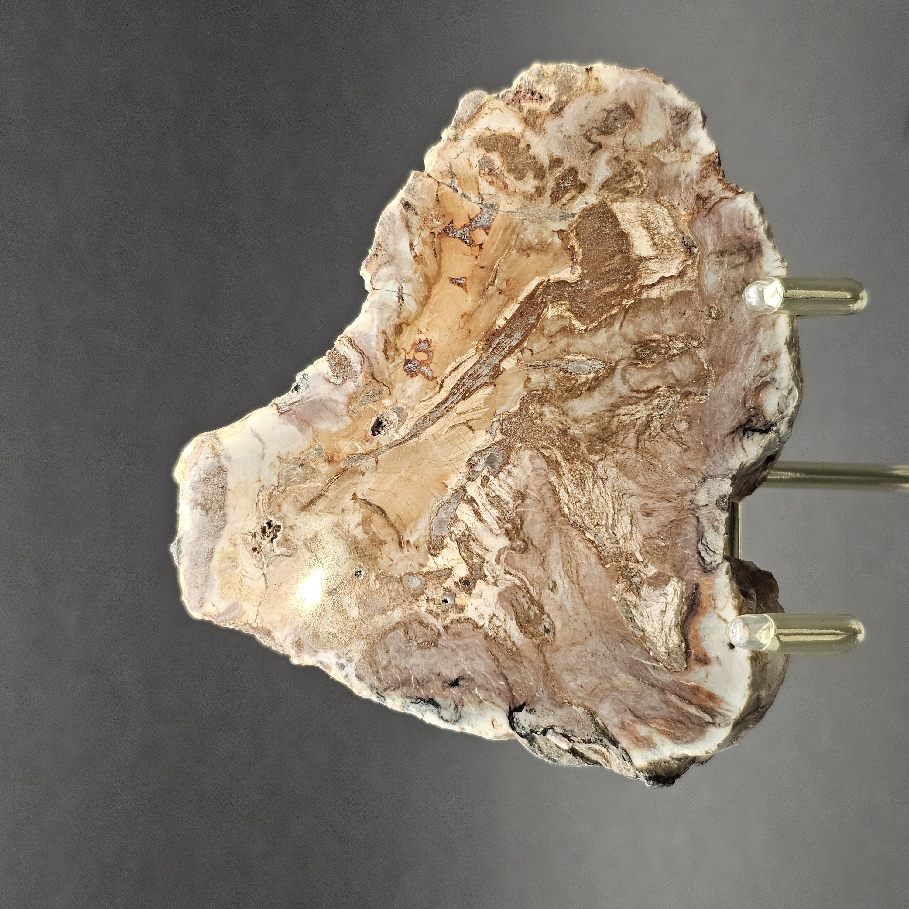 Polished Triassic Petrified Wood Slice from Madagascar — view 10