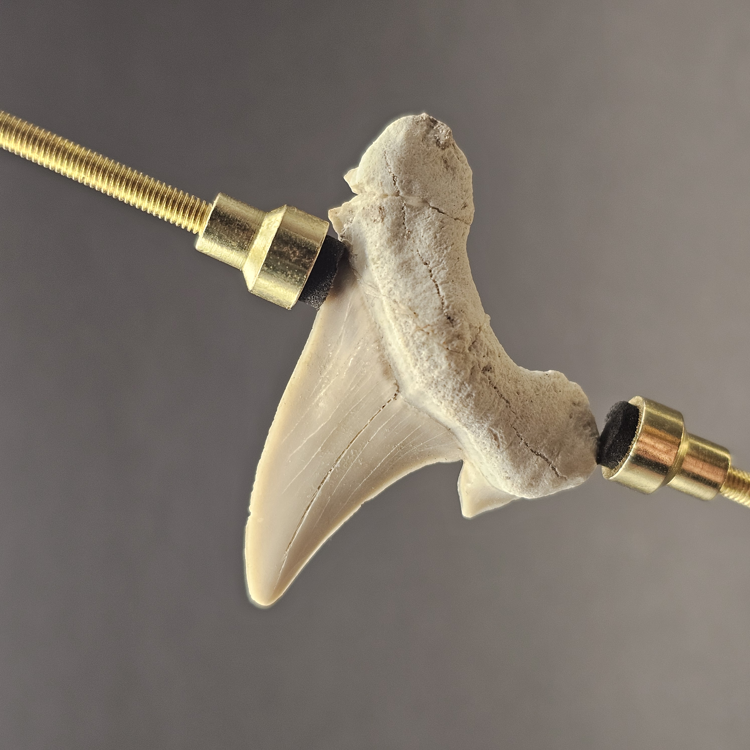 Otodus Shark Tooth — view 3