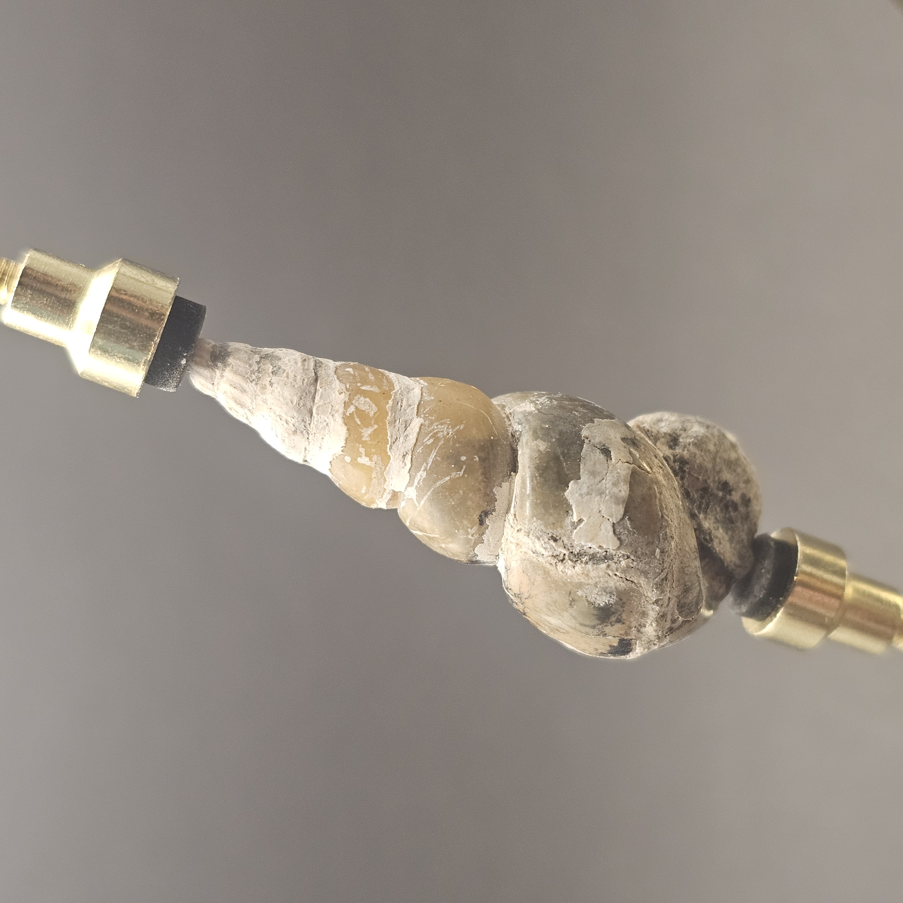 Turritellid Gastropod Shell — view 2