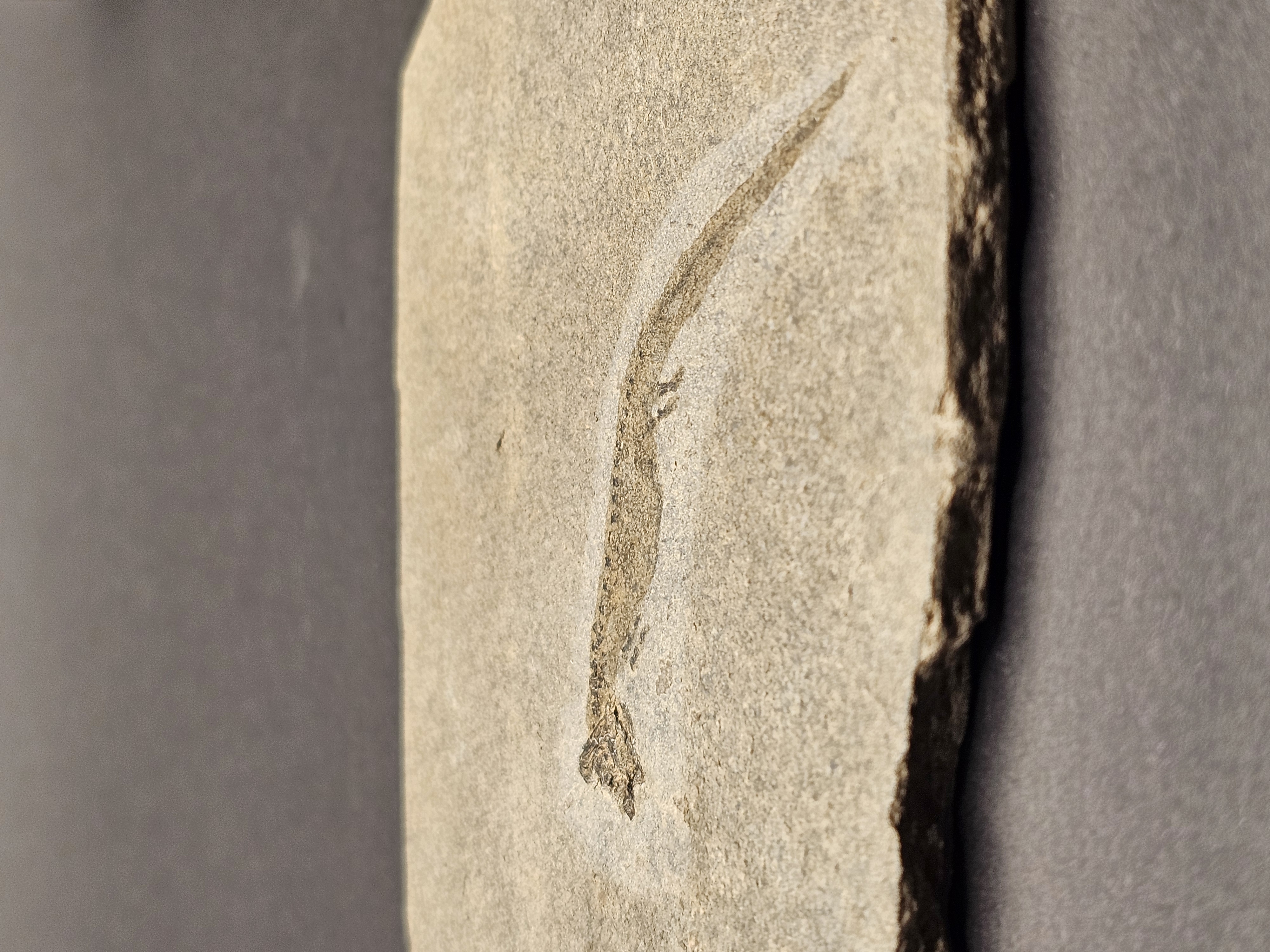 Apateon Branchiosaur | 6cm Specimen — view 6