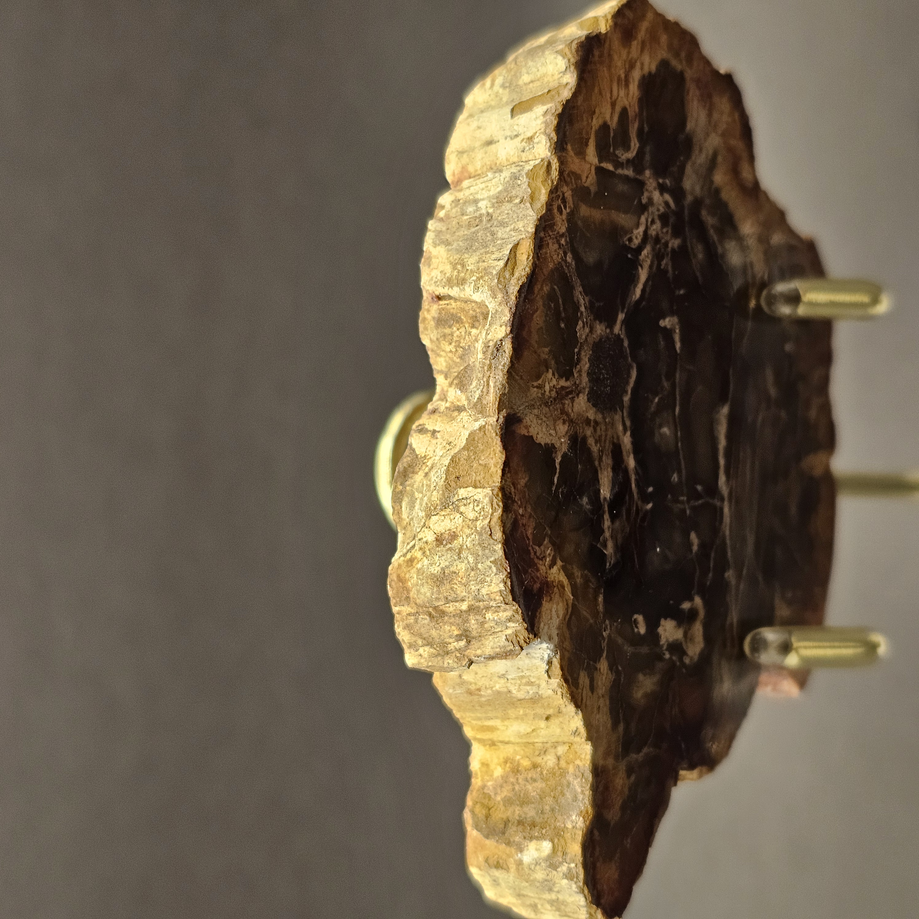 Polished Triassic Petrified Wood Slice from Madagascar — view 3