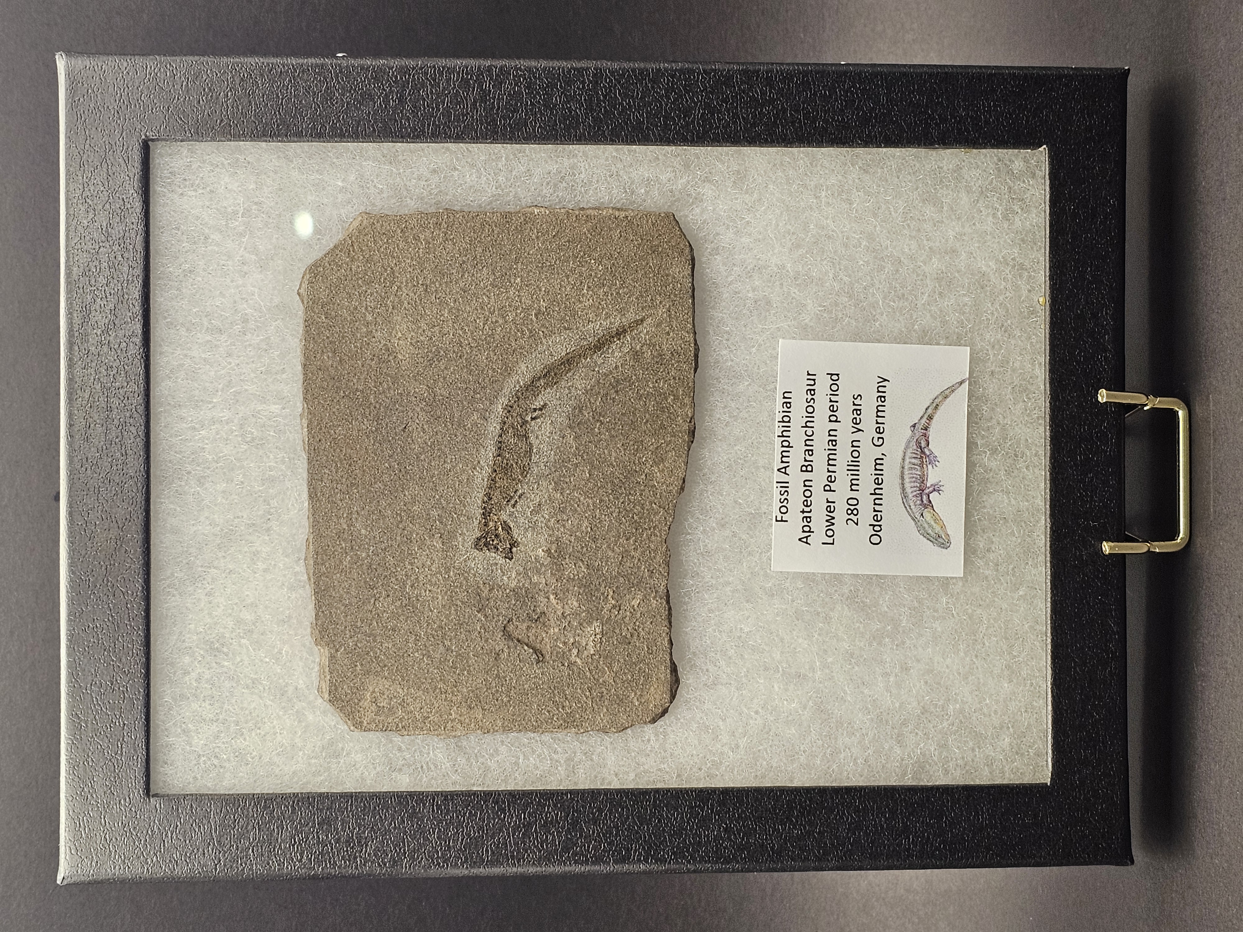 Apateon Branchiosaur | 6cm Specimen — view 1