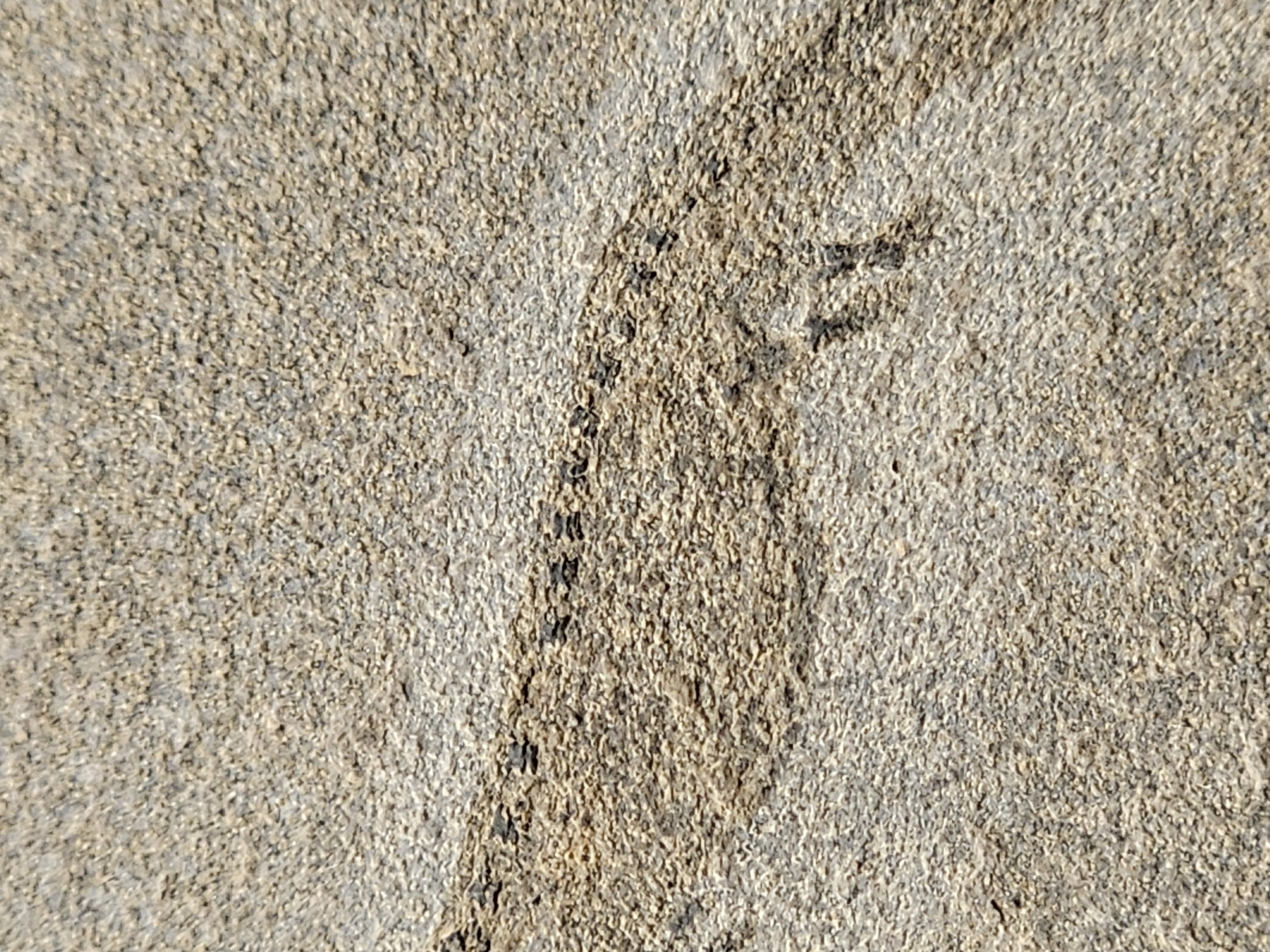 Apateon Branchiosaur | 6cm Specimen — view 4
