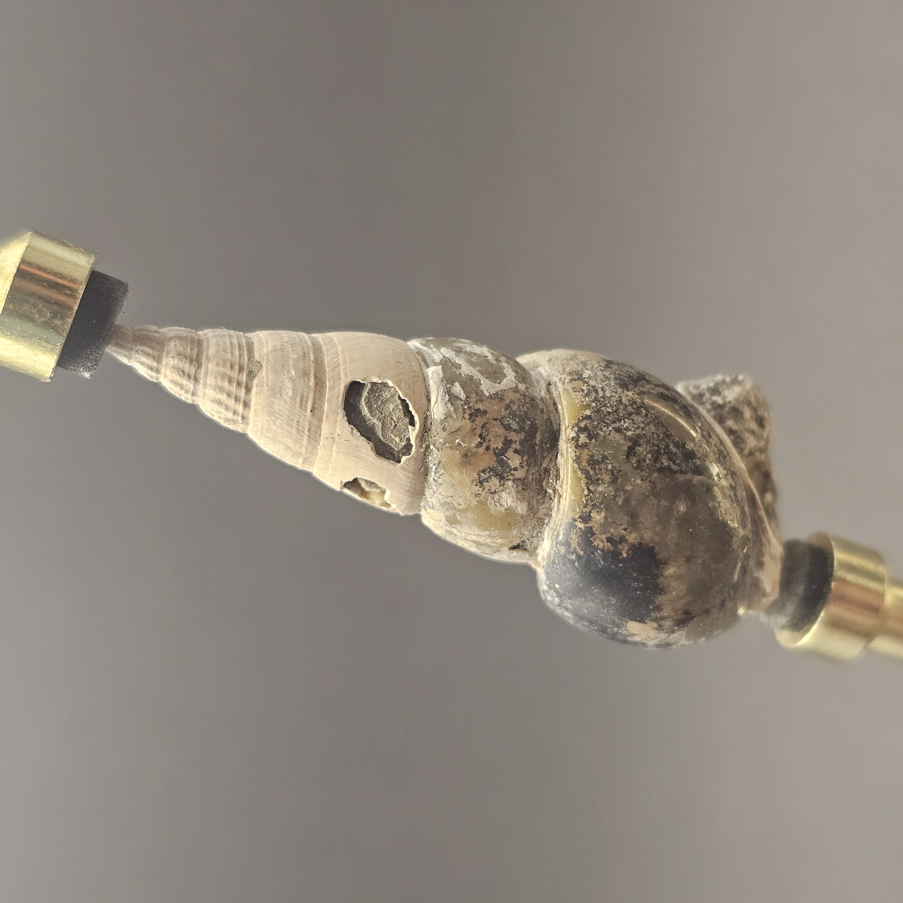 Turritellid Gastropod Shell — view 4