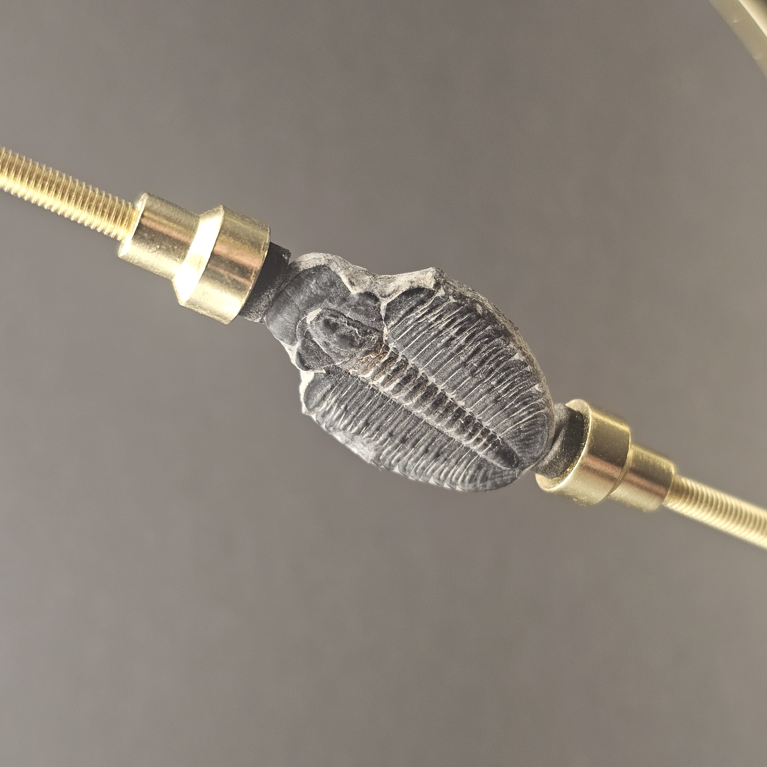 Elrathia Trilobite — view 2
