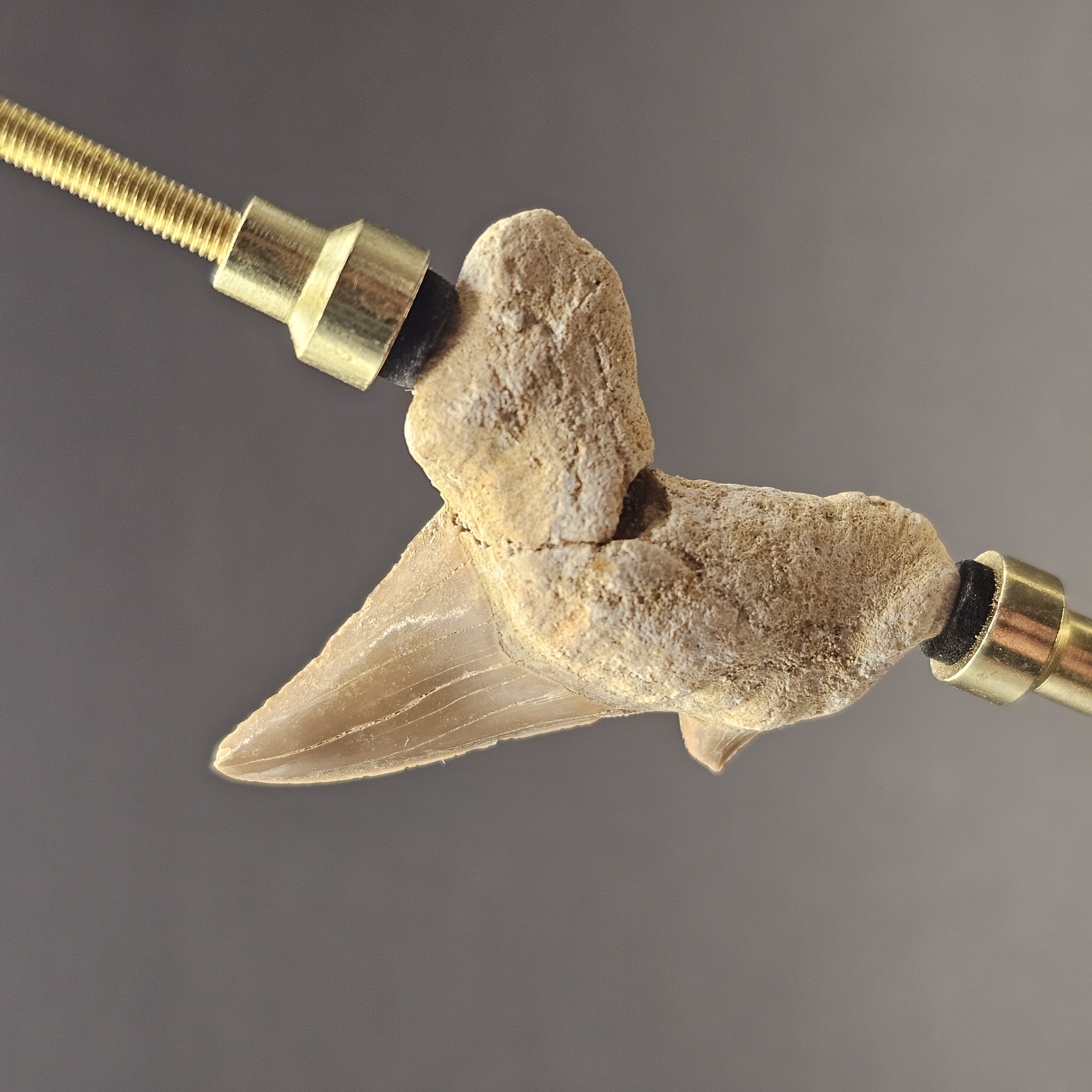 Otodus Shark Tooth — view 4