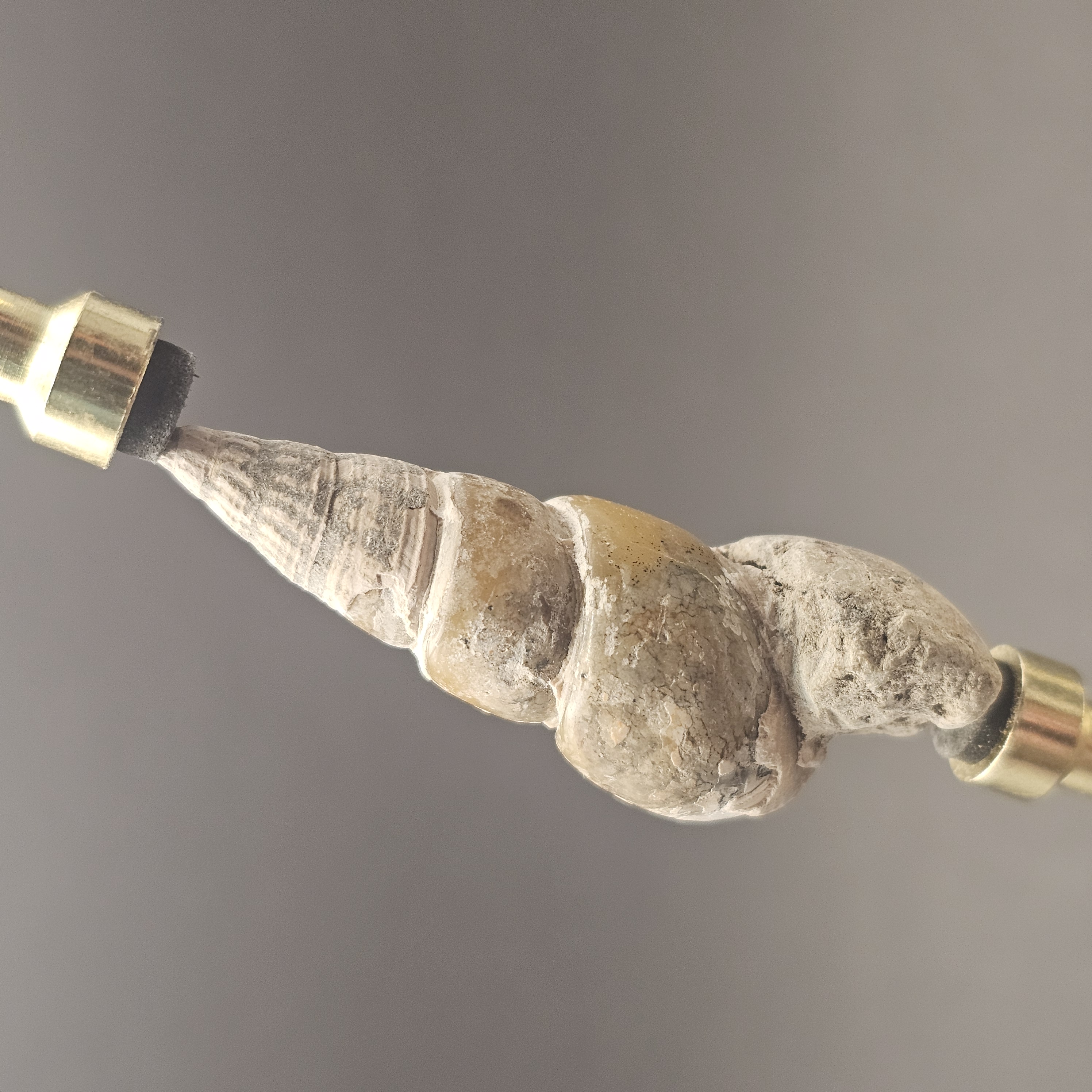 Turritellid Gastropod Shell — view 8