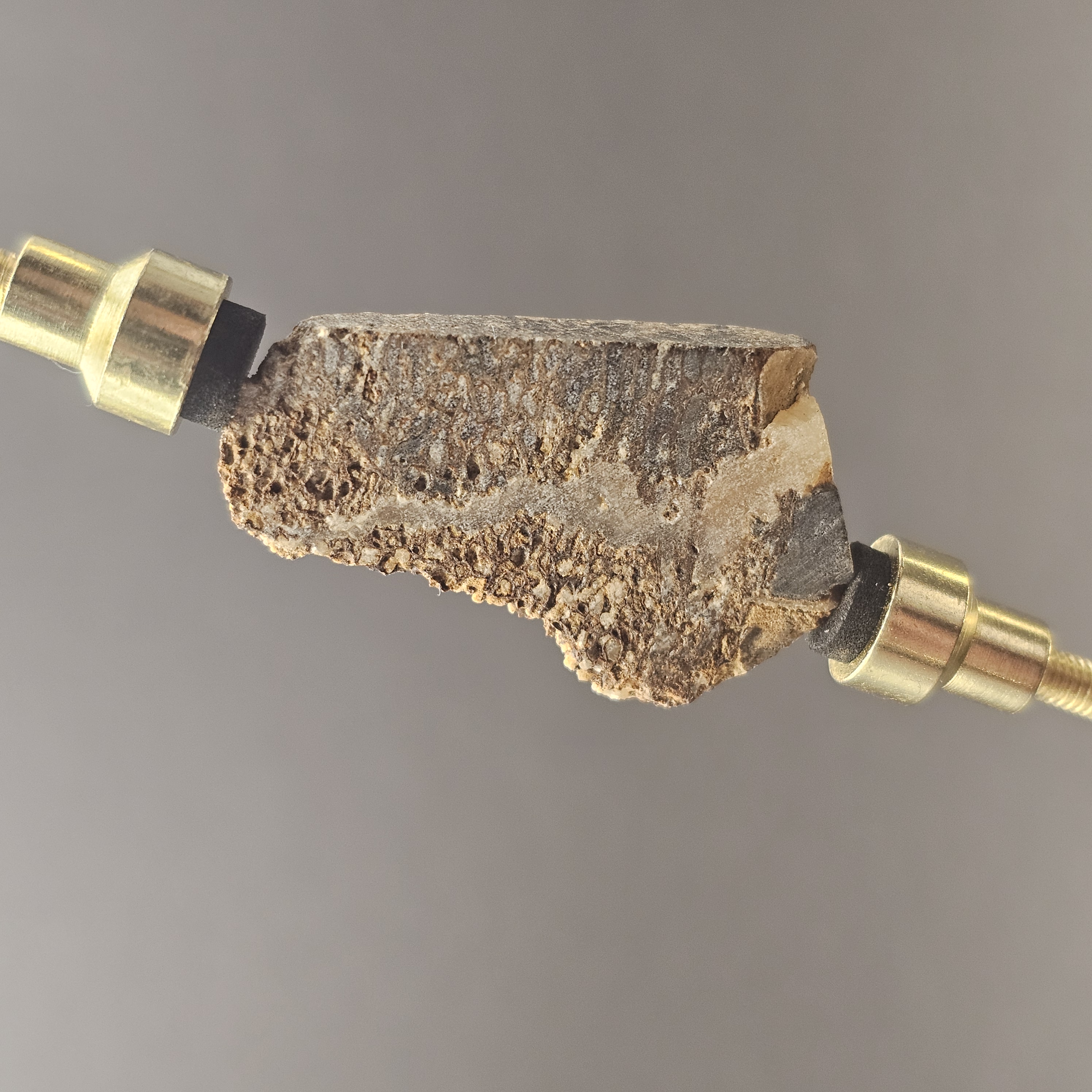 Atlasaurus Bone Slice — view 5