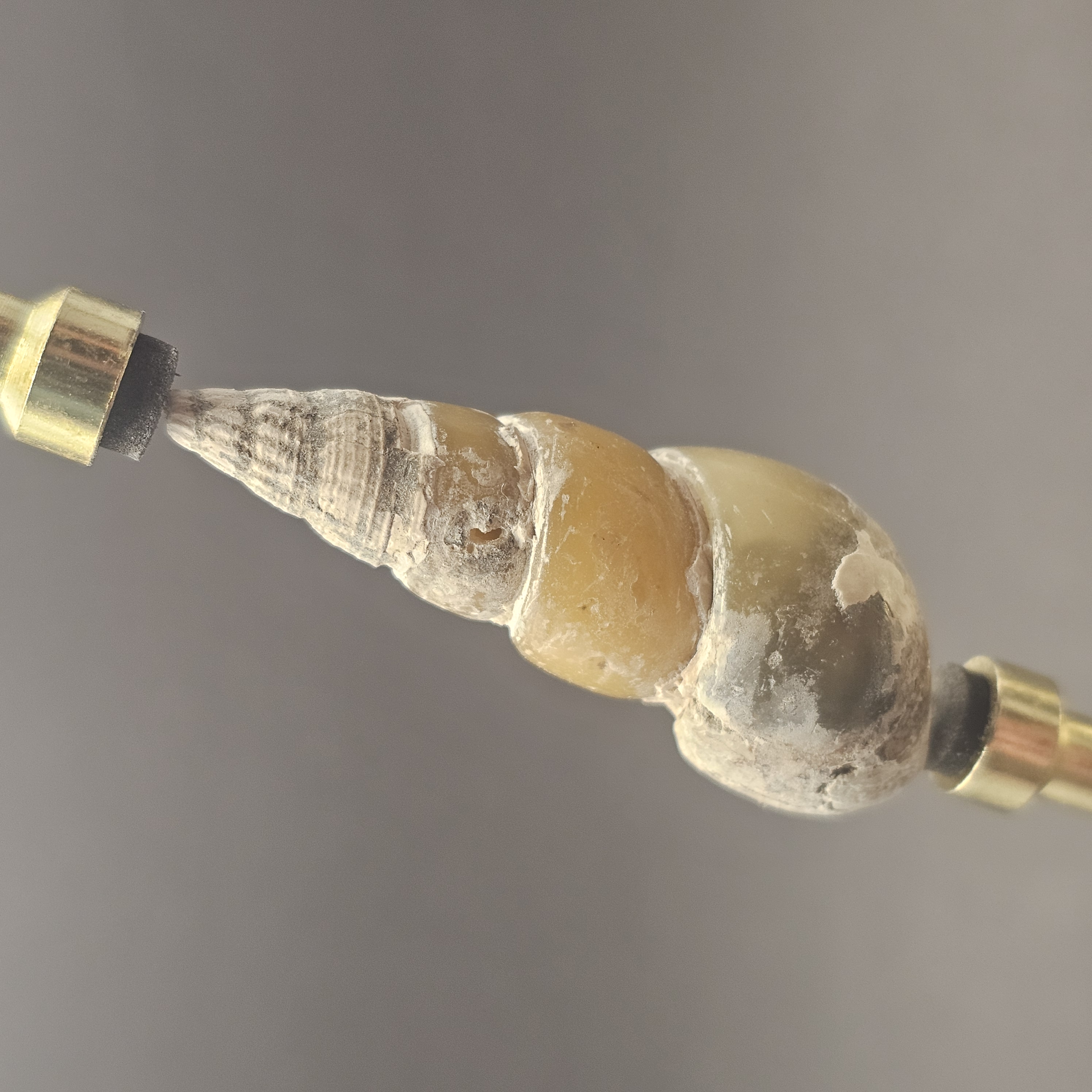 Turritellid Gastropod Shell — view 7
