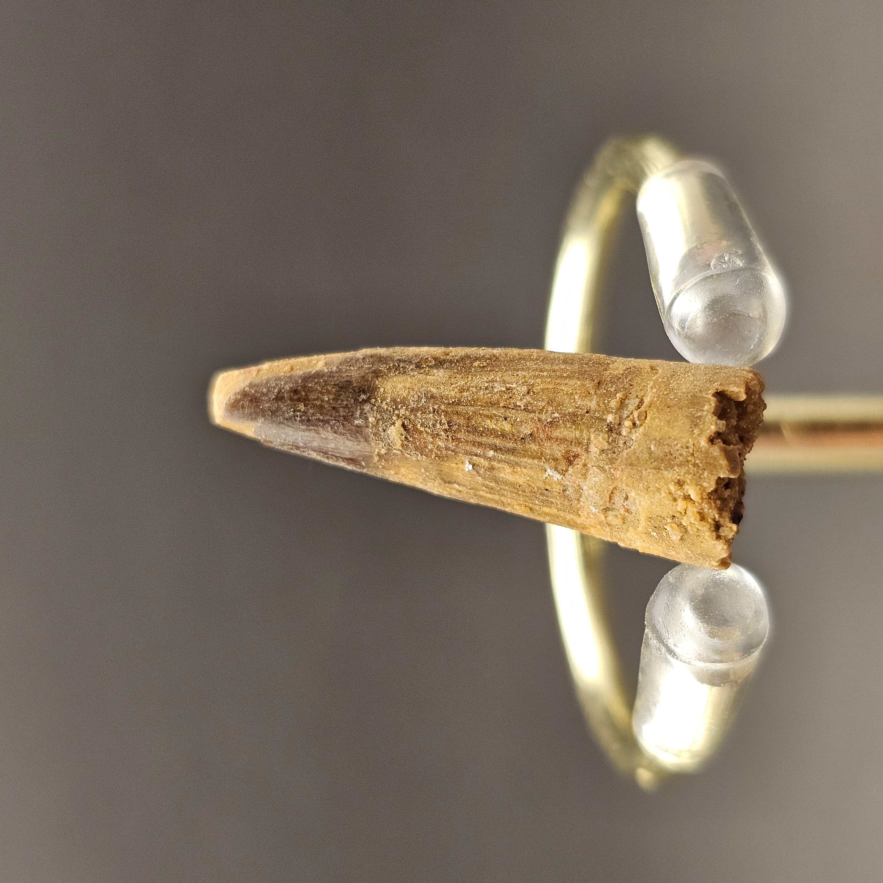 Spinosaurus Tooth — view 1