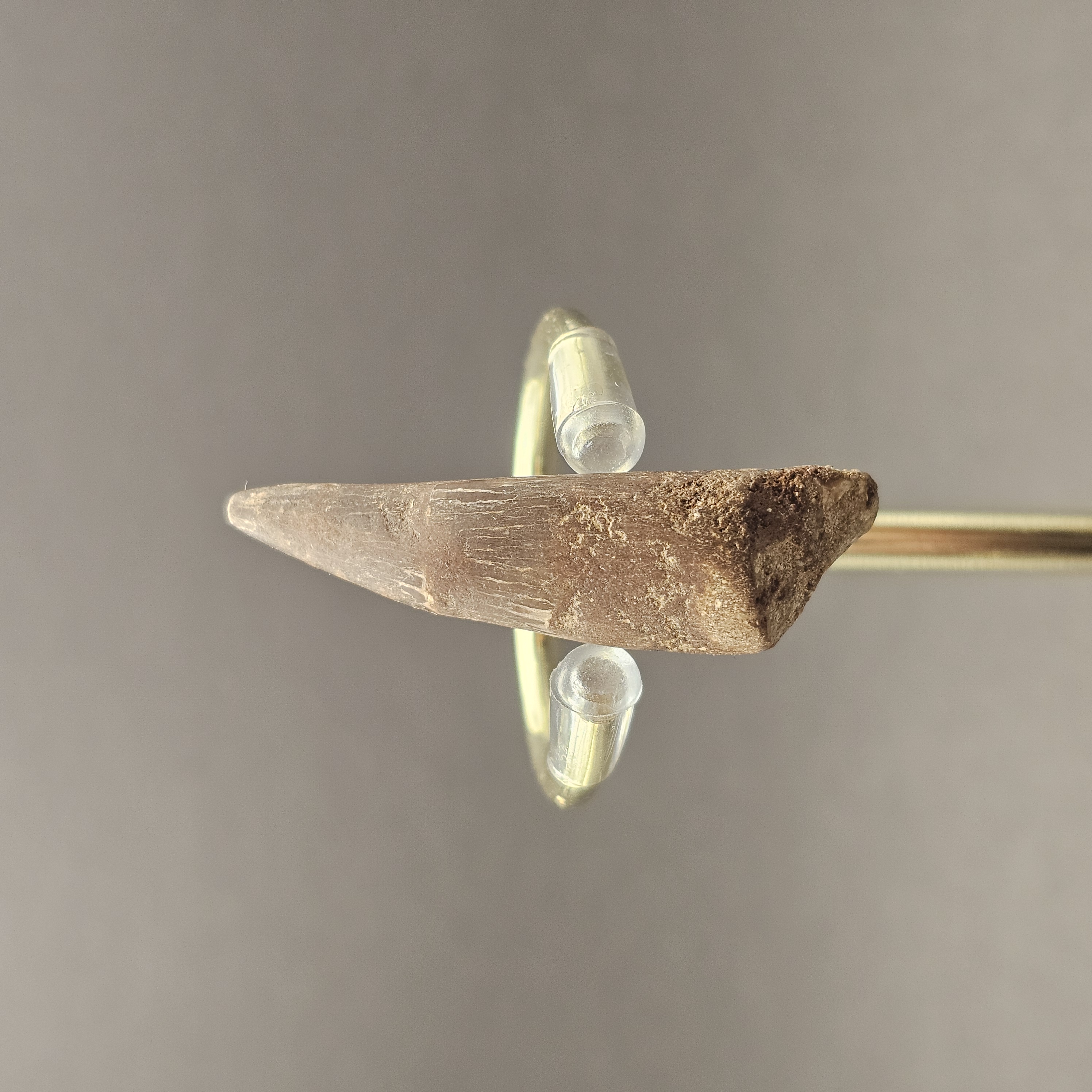 Plesiosaur Tooth — view 2