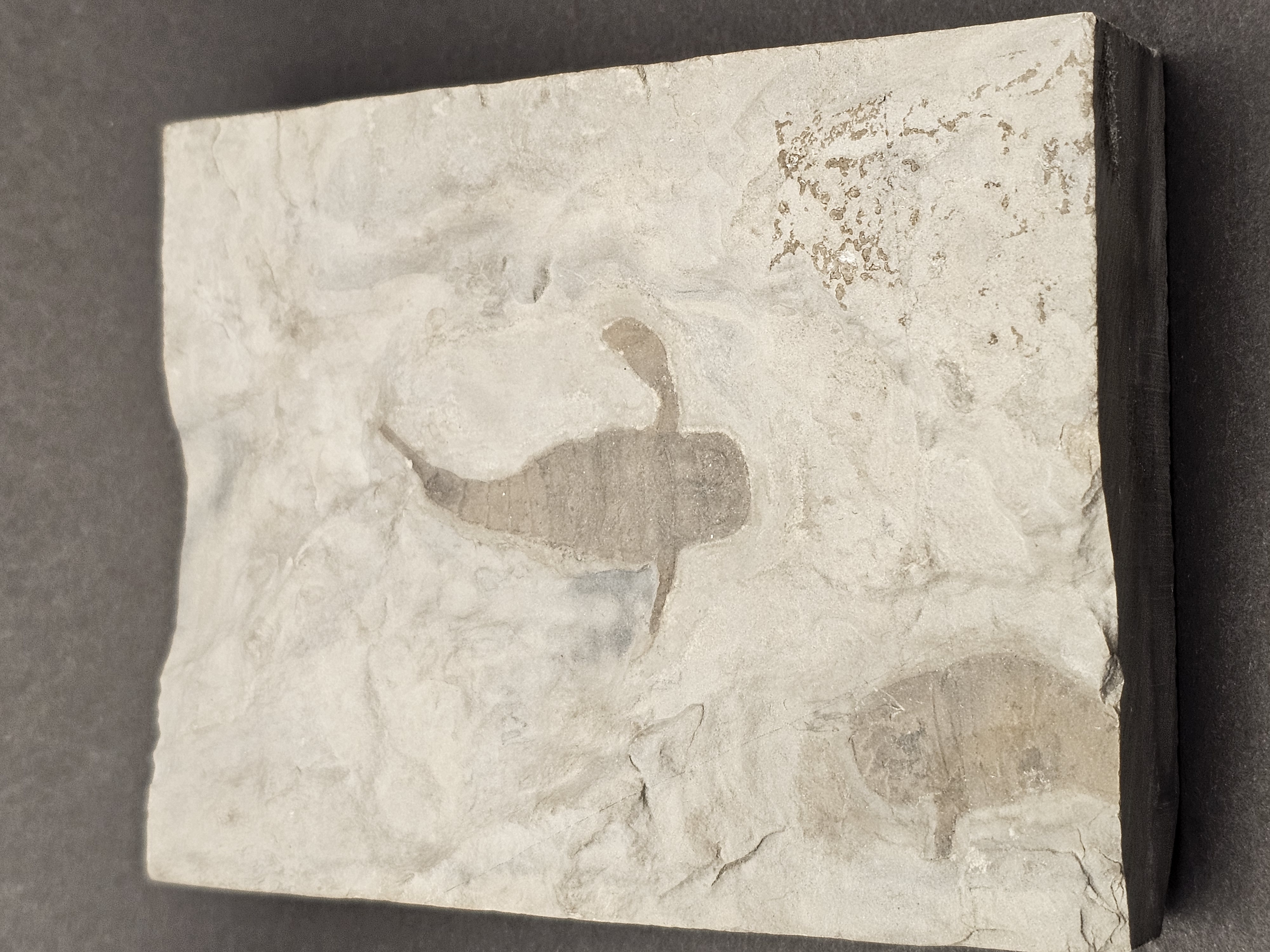 Eurypterid “Sea Scorpion” Fossil Pair in Wooden Display Case — view 7