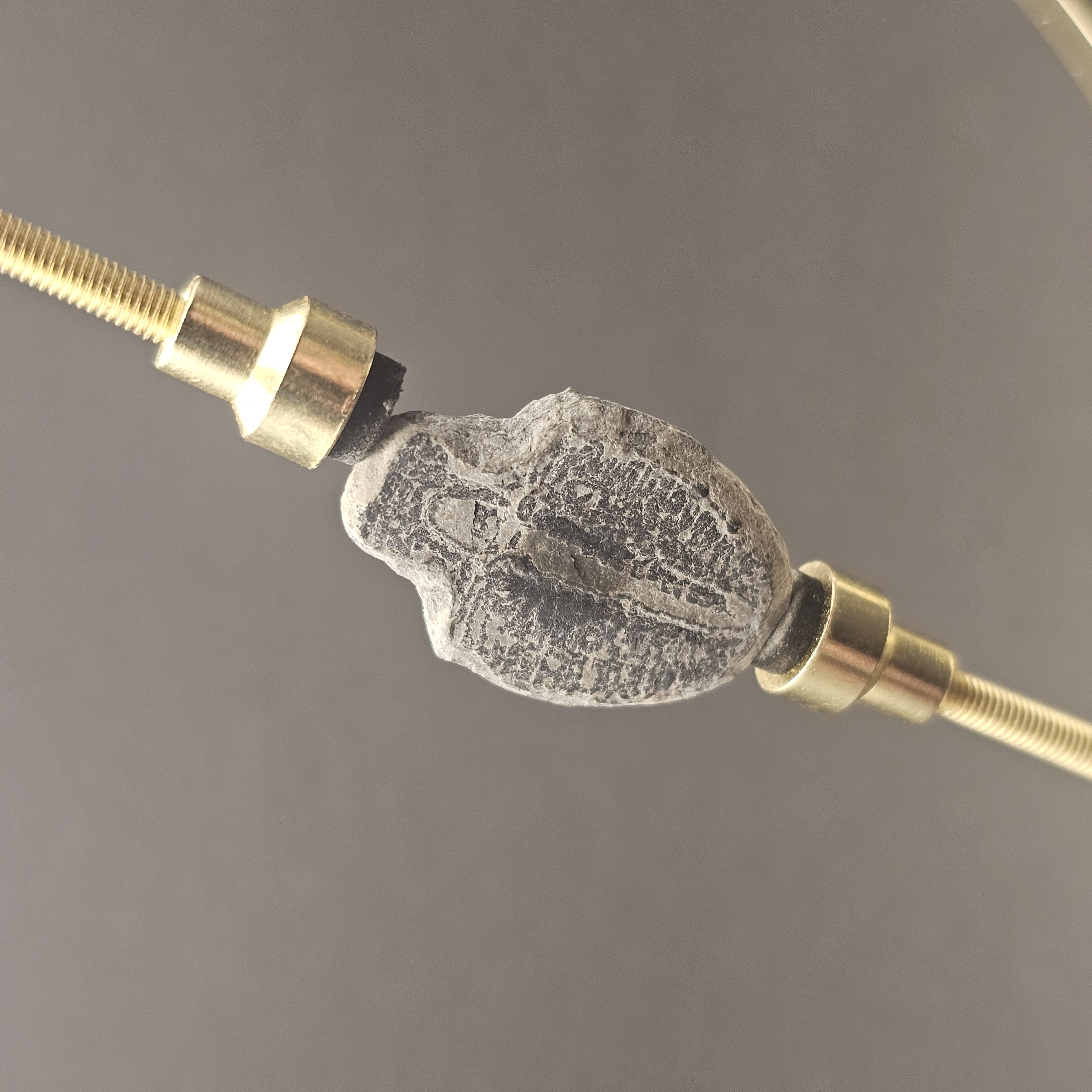 Elrathia Trilobite — view 4