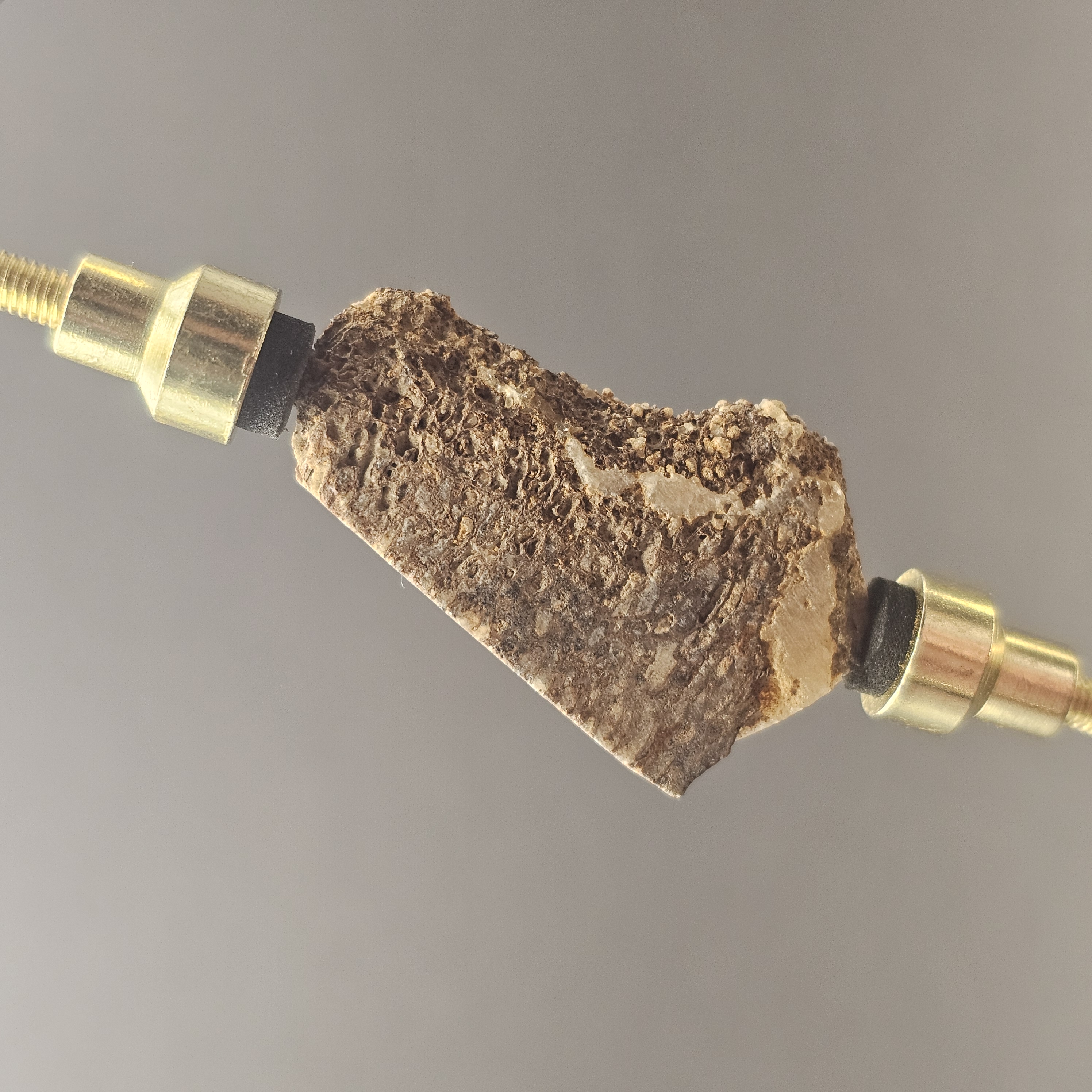 Atlasaurus Bone Slice — view 3