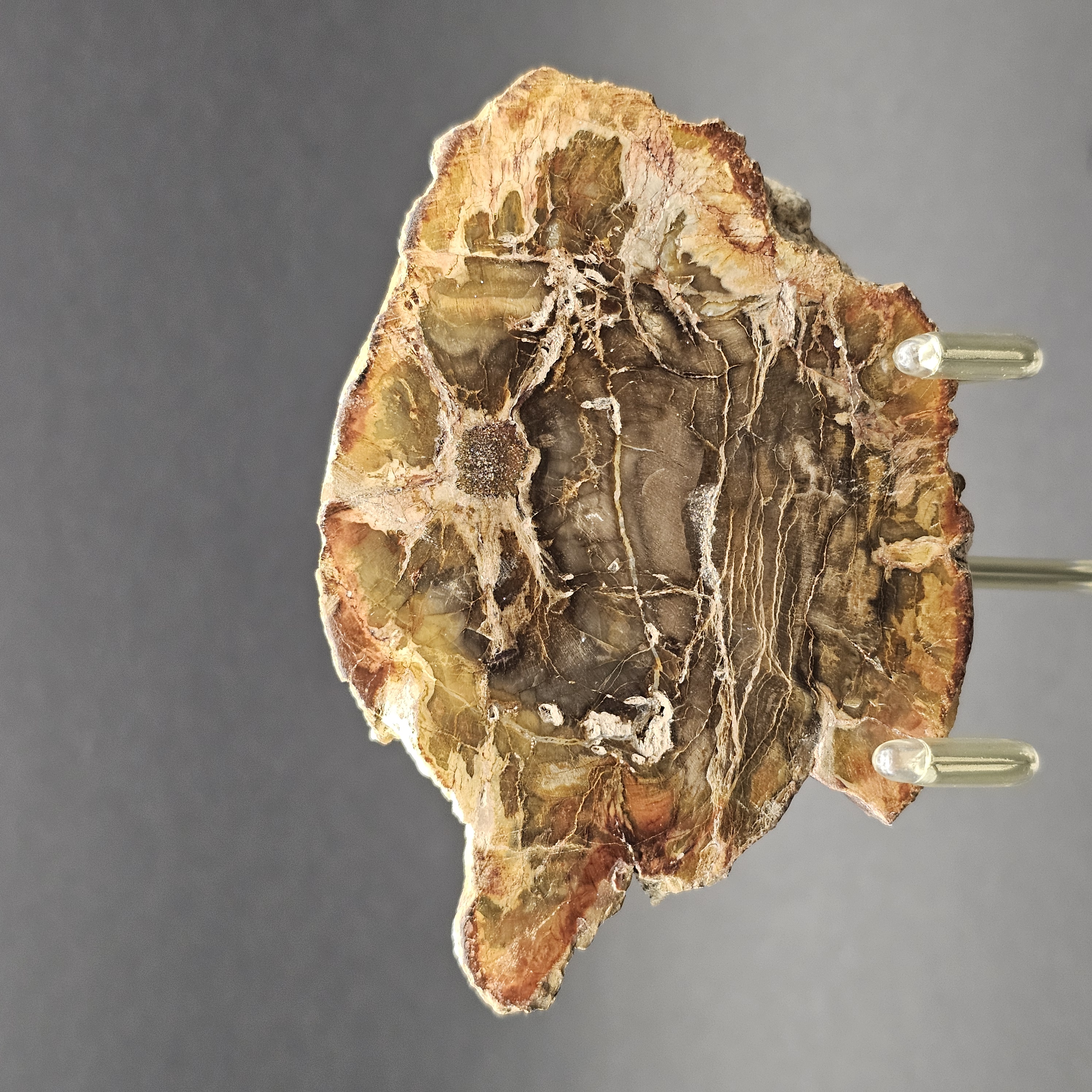 Polished Triassic Petrified Wood Slice from Madagascar — view 2