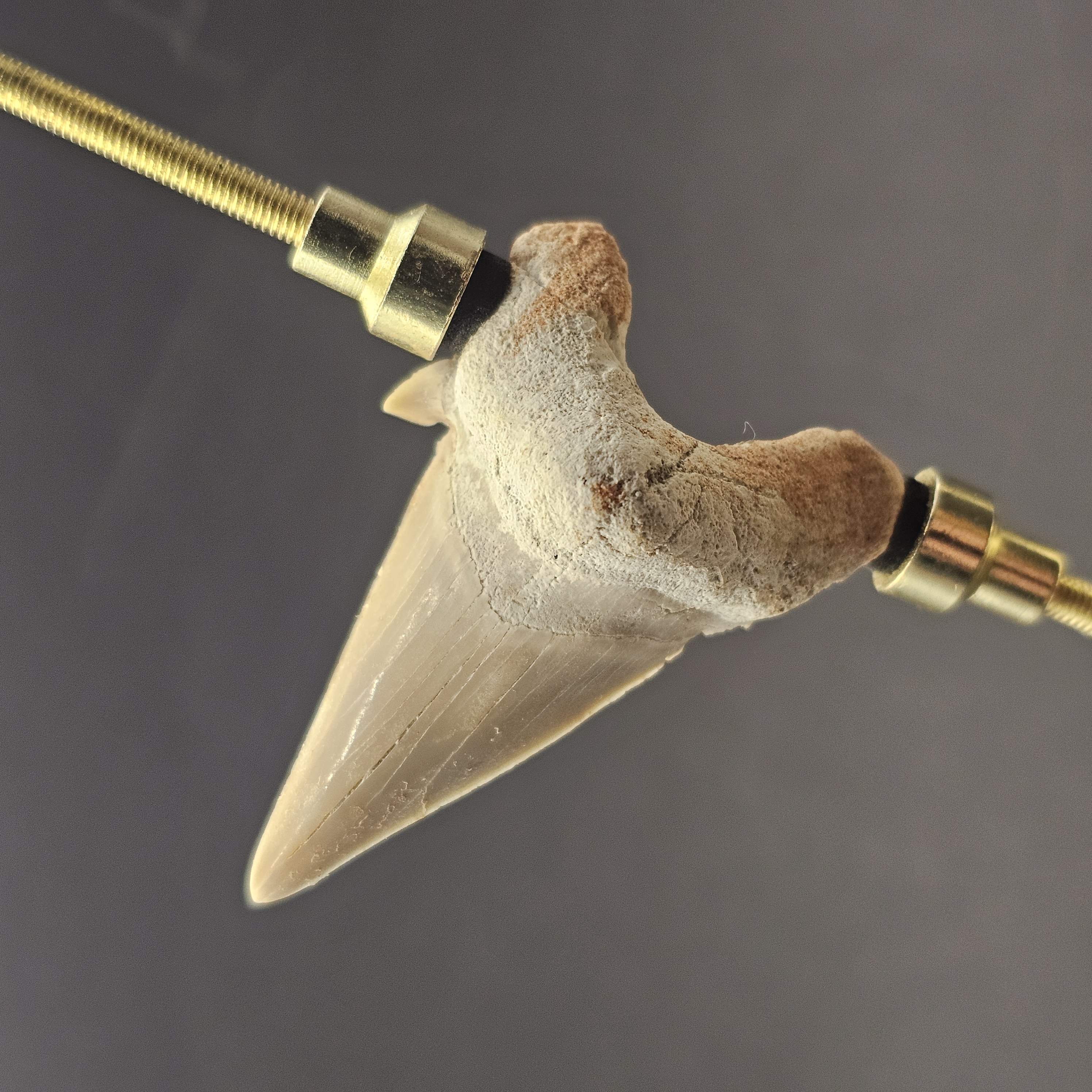 Otodus Shark Tooth — view 1