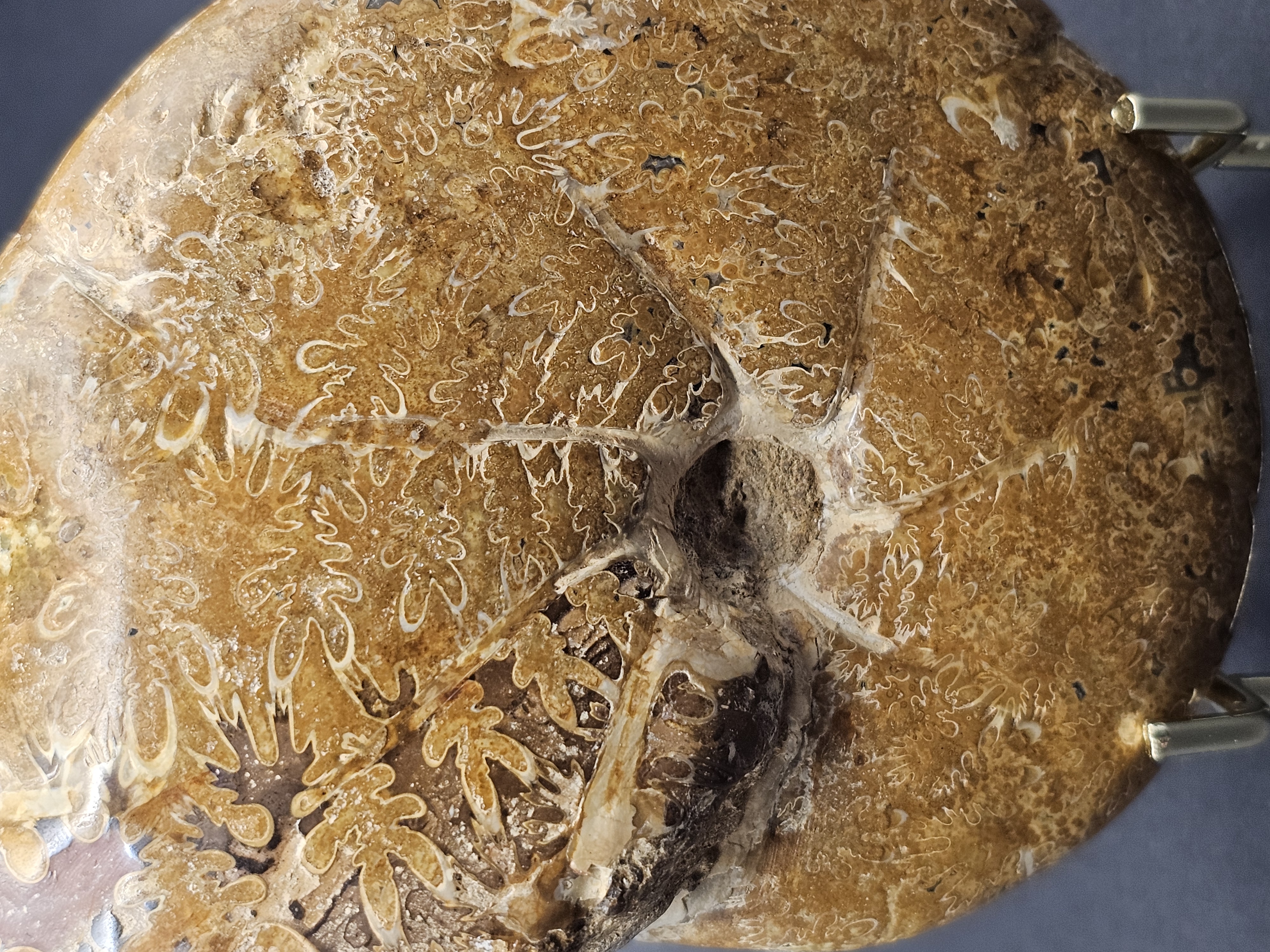 Polished Madagascan Phylloceratid Ammonite - 305g — view 3