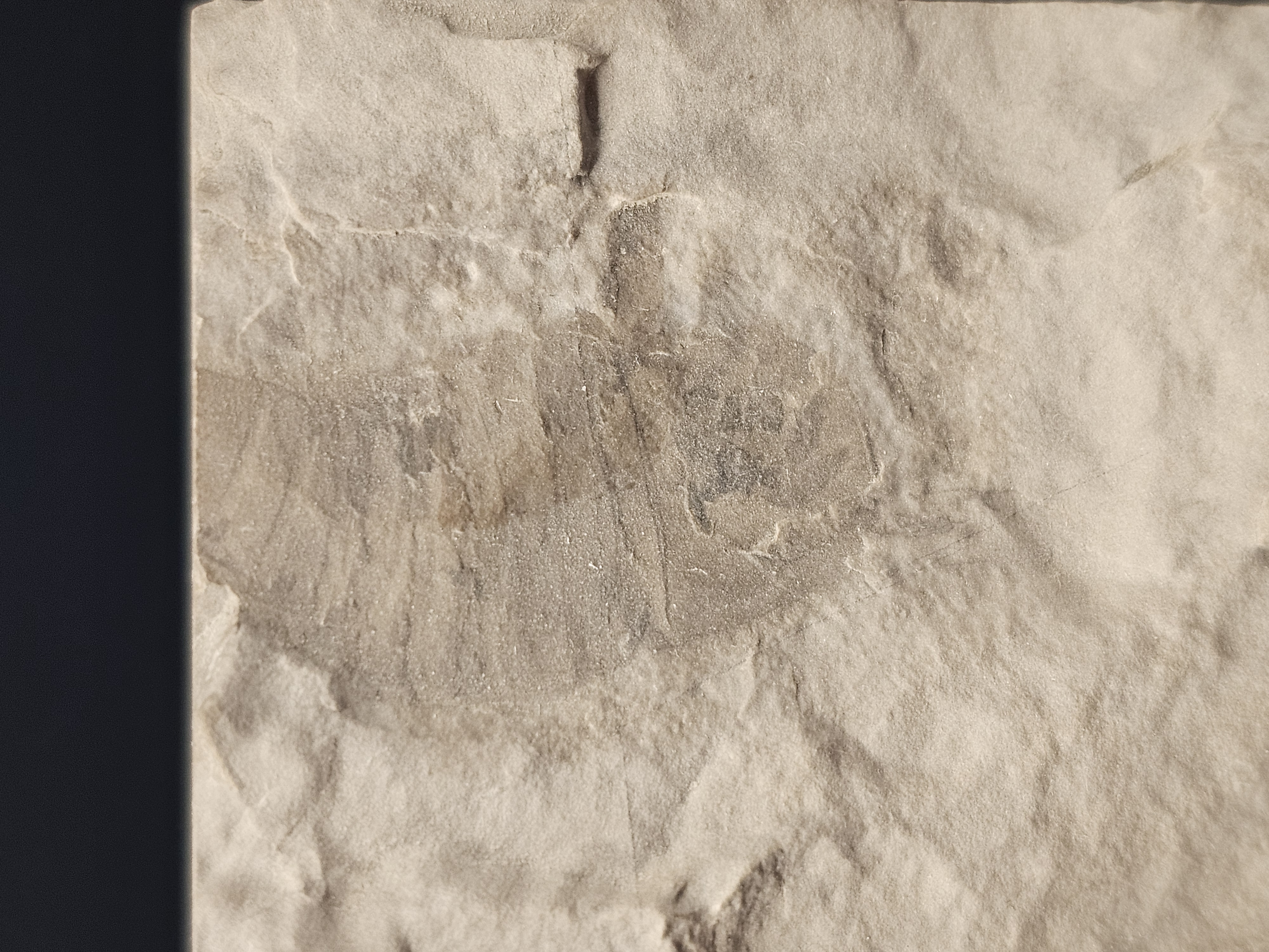 Eurypterid “Sea Scorpion” Fossil Pair in Wooden Display Case — view 6
