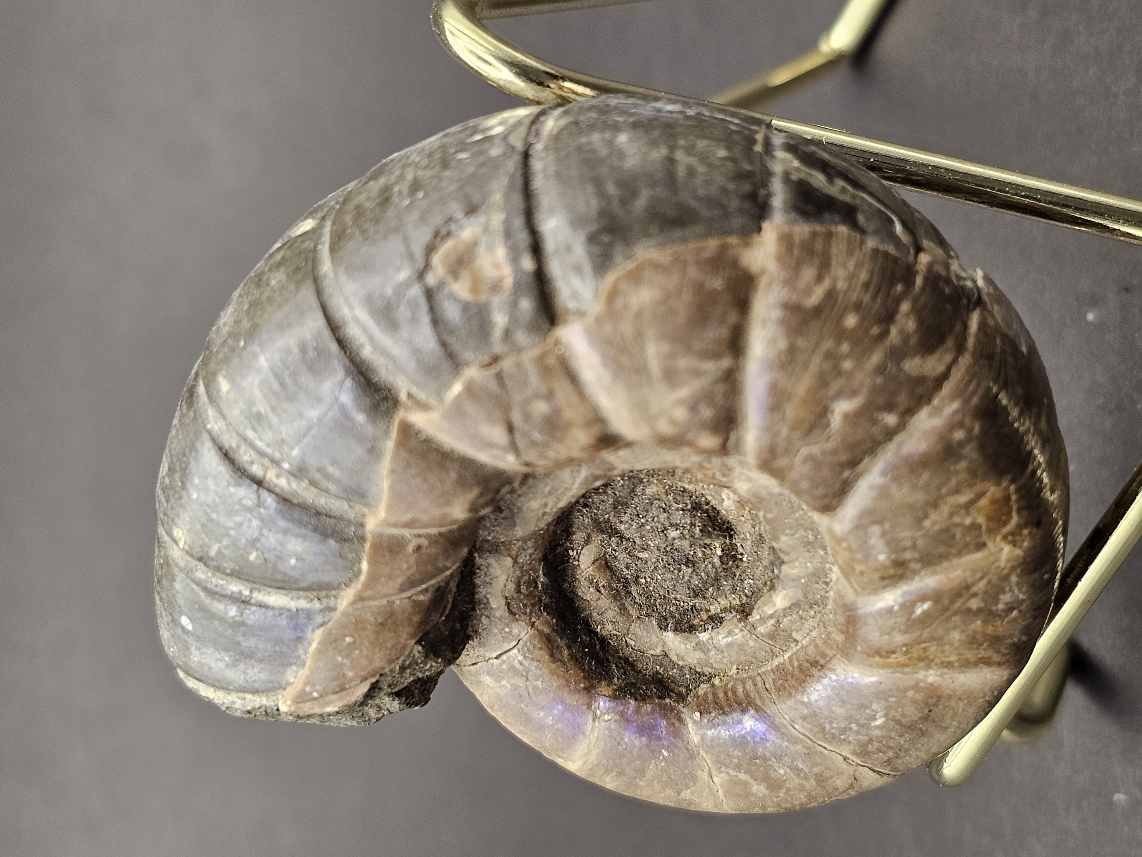 Eotetragonites umbilicostriatus Ammonite - Madagasca - 65g — view 3