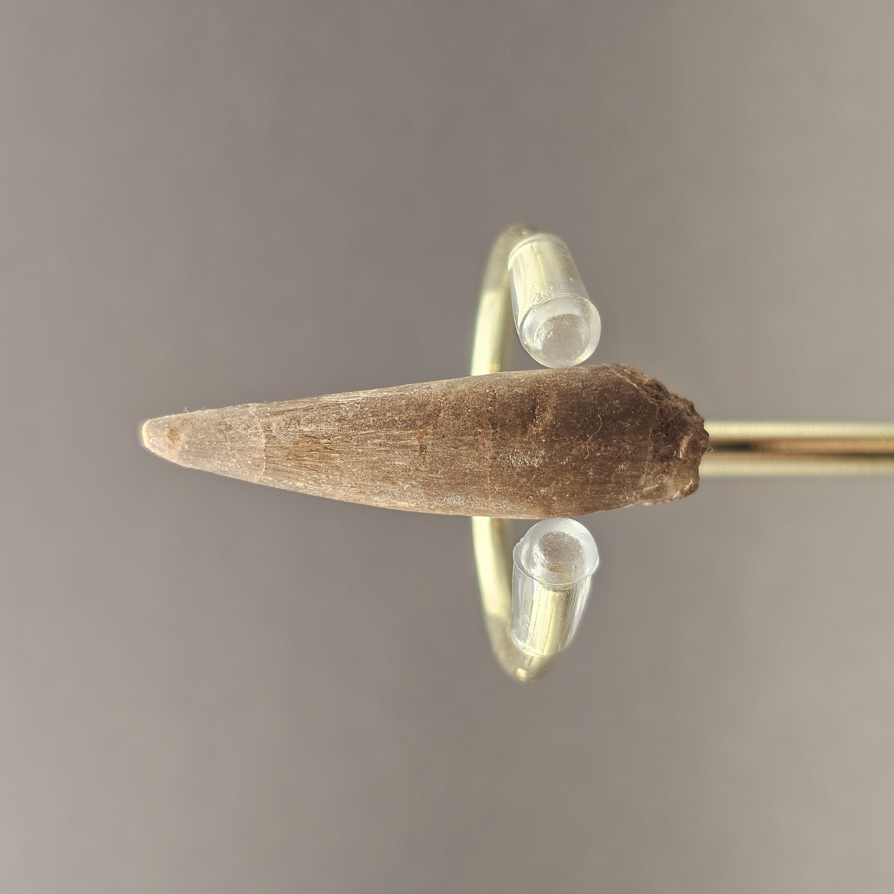 Plesiosaur Tooth — view 3