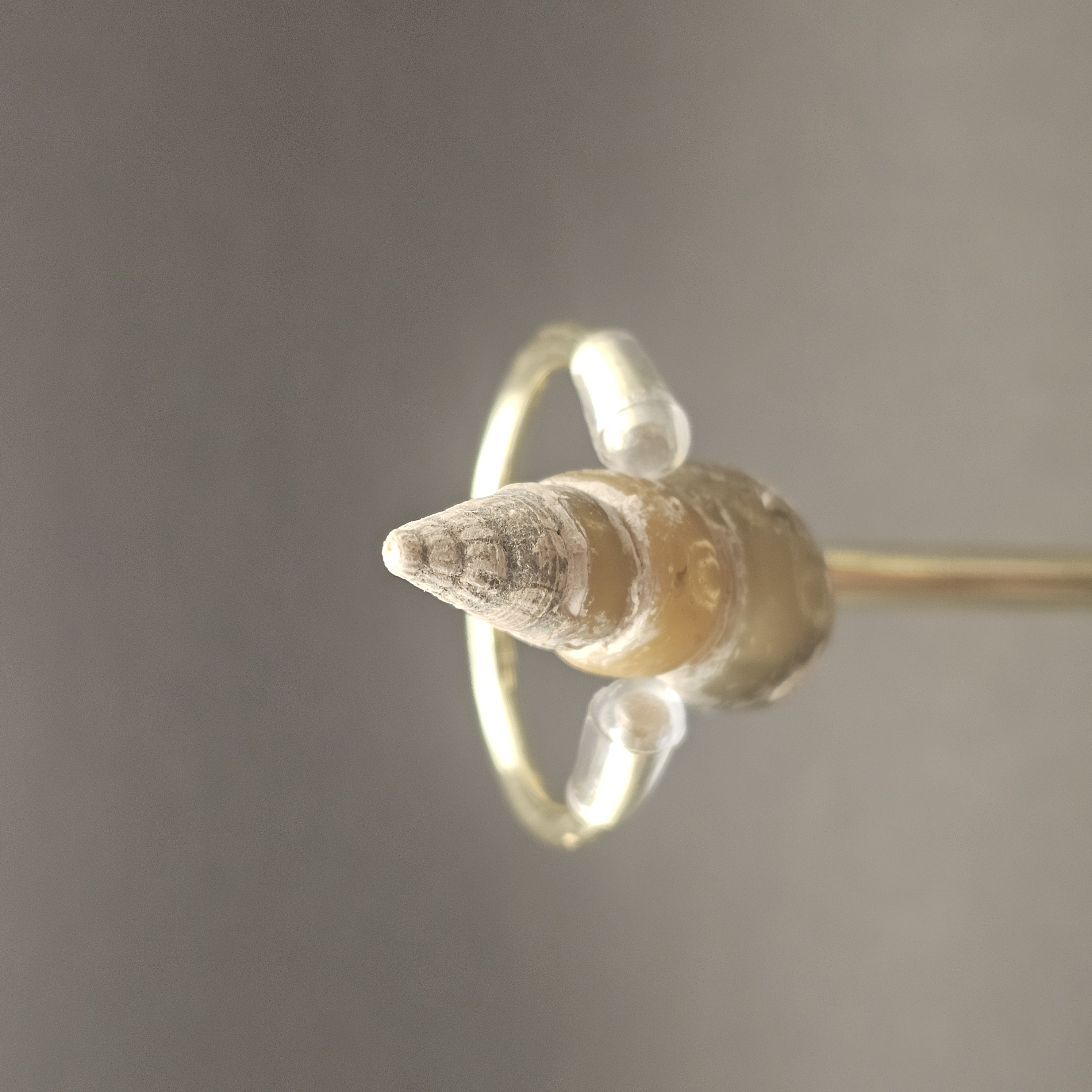 Turritellid Gastropod Shell — view 9