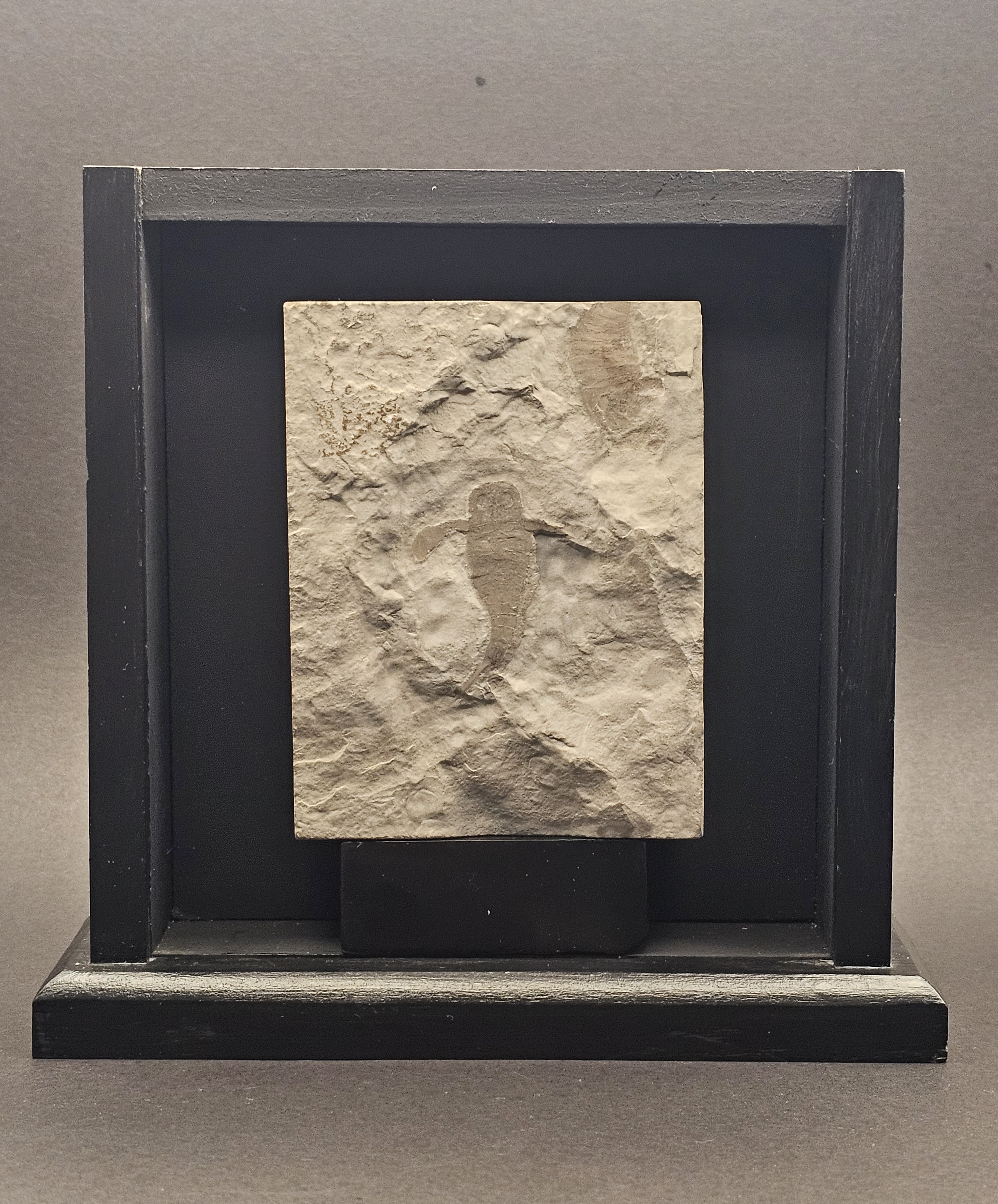 Eurypterid “Sea Scorpion” Fossil Pair in Wooden Display Case — view 1