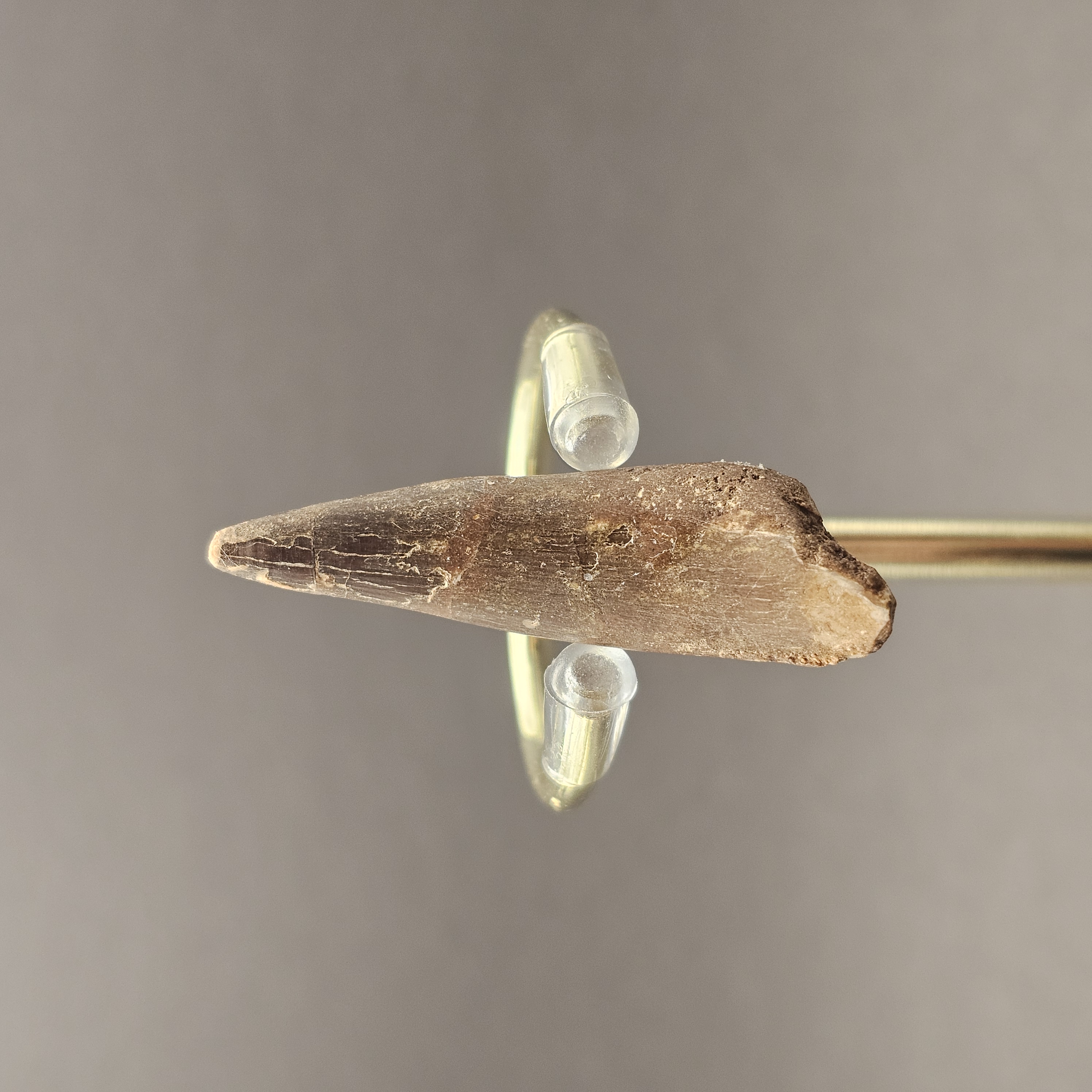 Plesiosaur Tooth — view 1