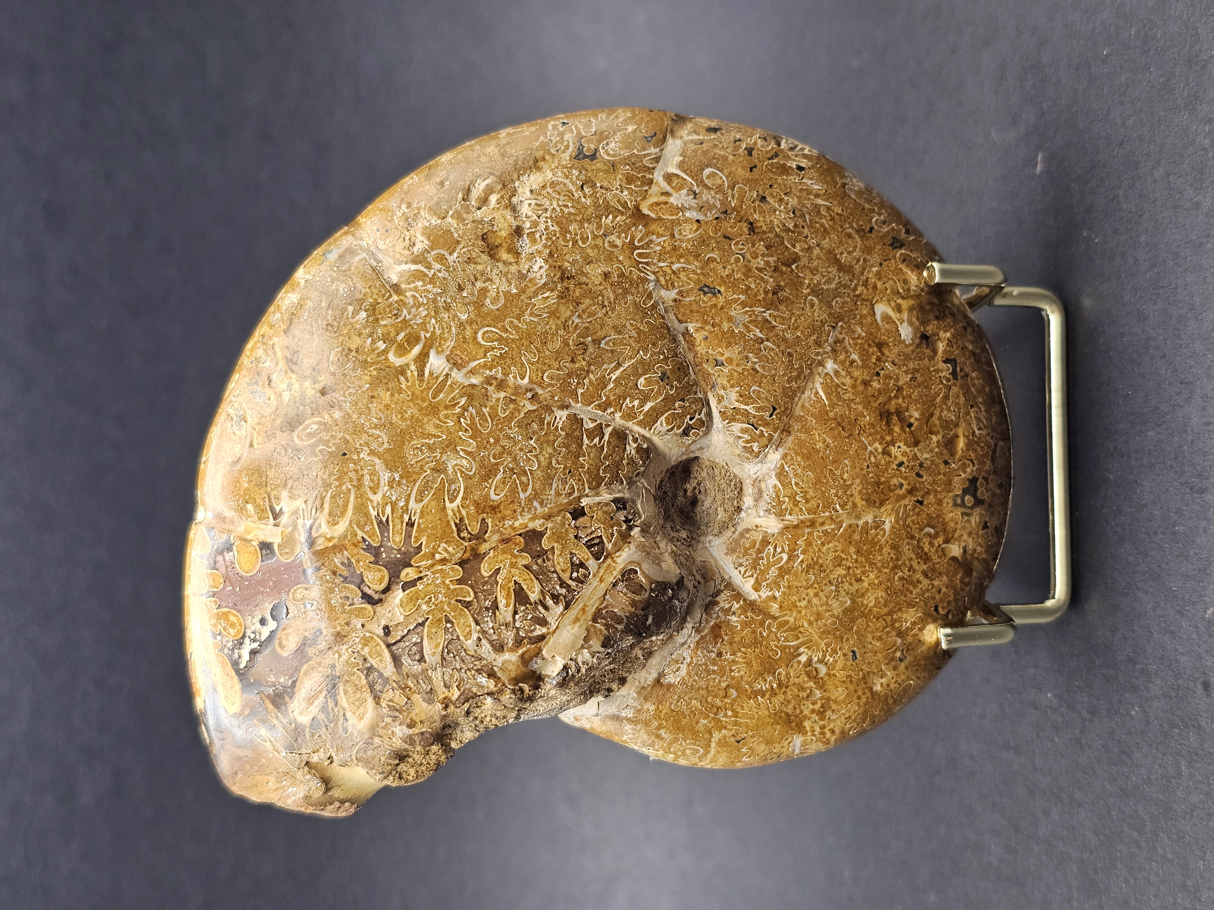 Polished Madagascan Phylloceratid Ammonite - 305g — view 2