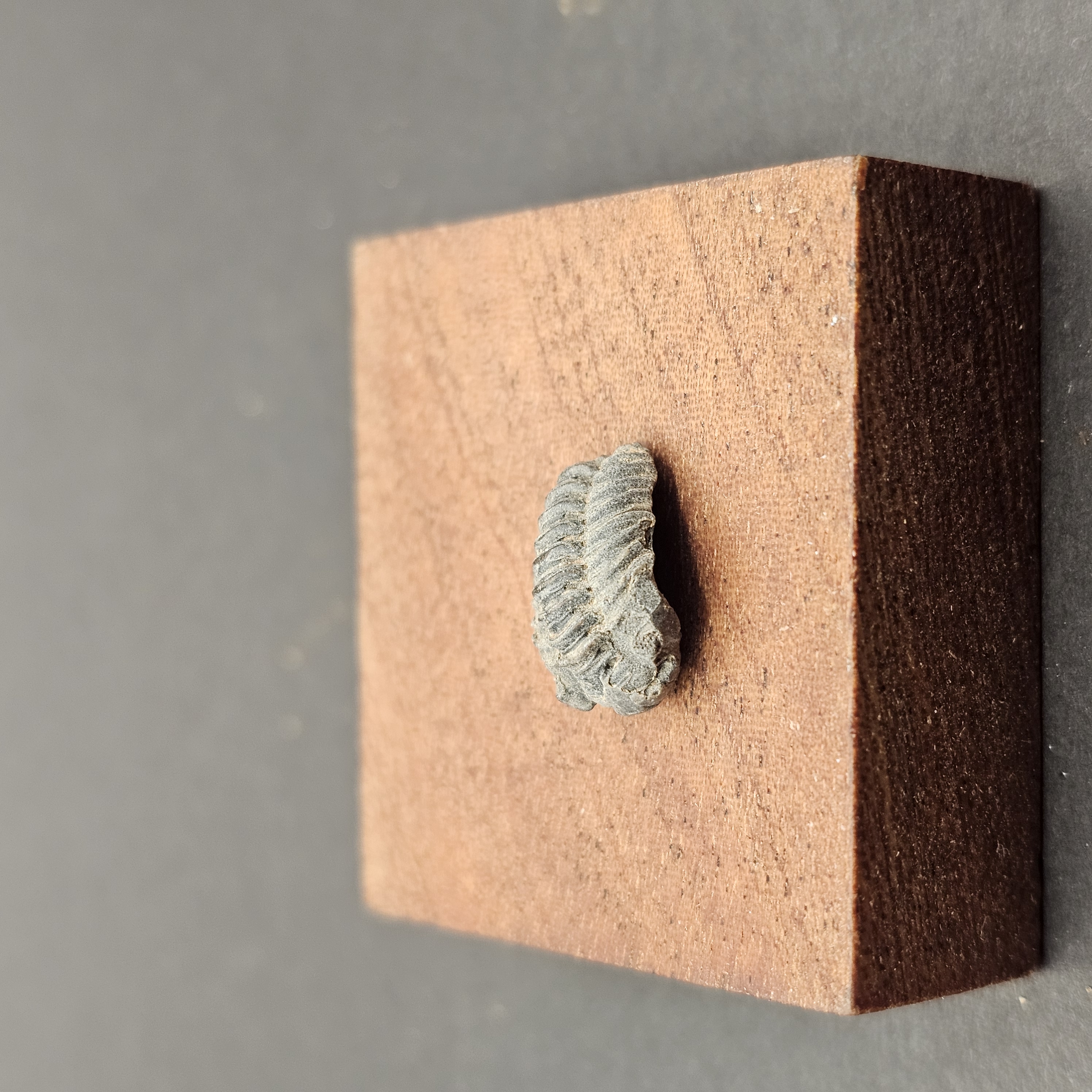 Small Enrolled Phacops Trilobite — view 4