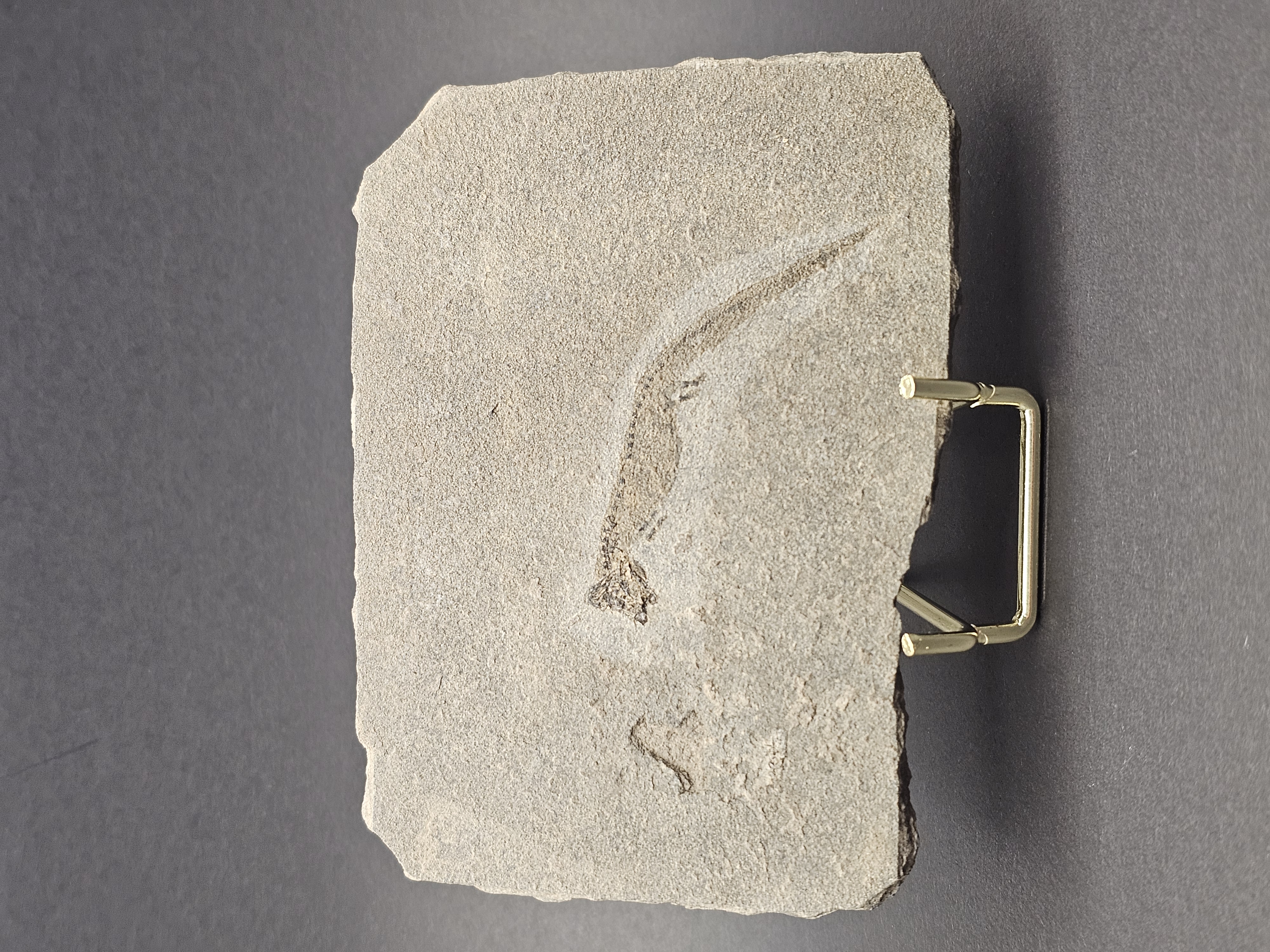 Apateon Branchiosaur | 6cm Specimen — view 2