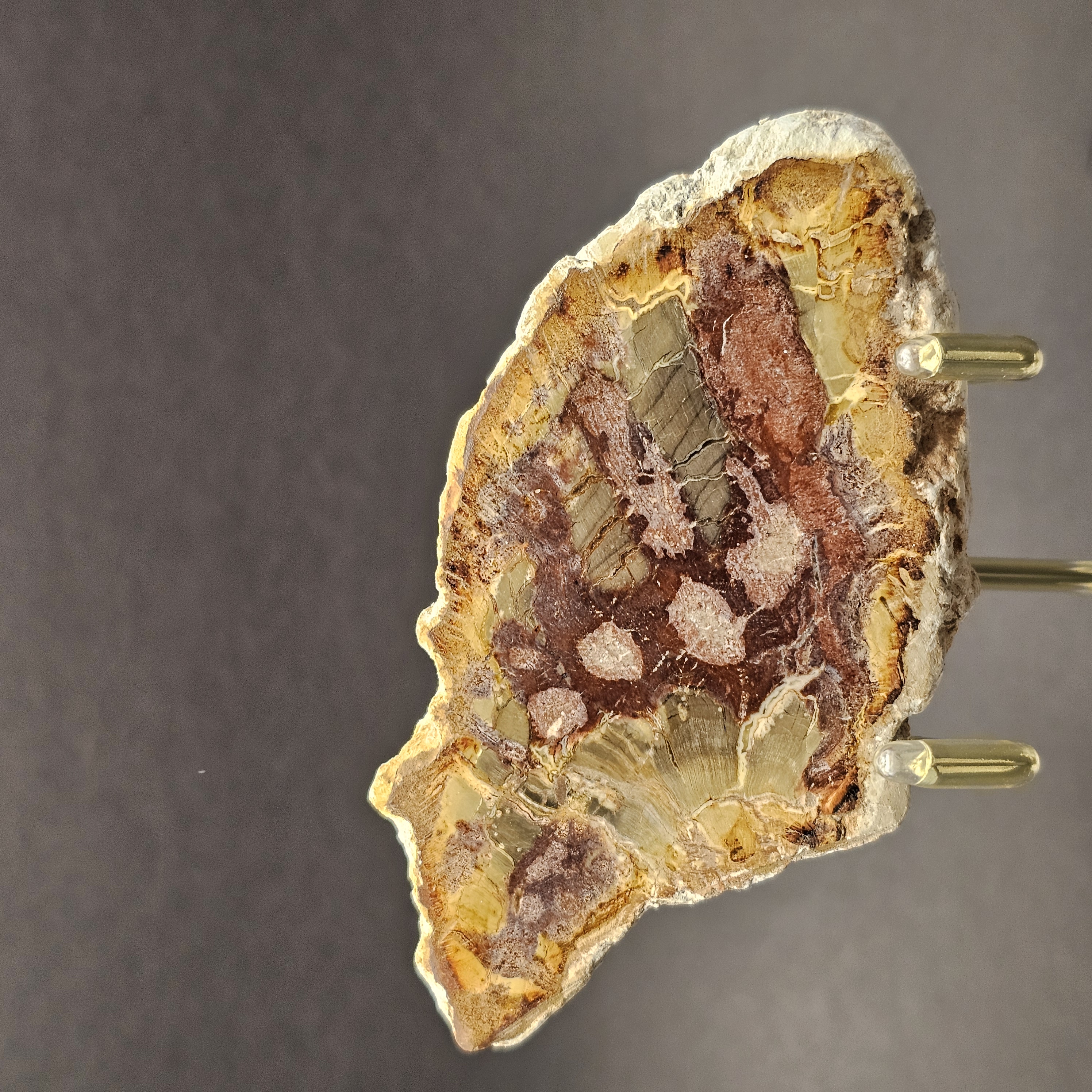 Polished Triassic Petrified Wood Slice from Madagascar — view 4