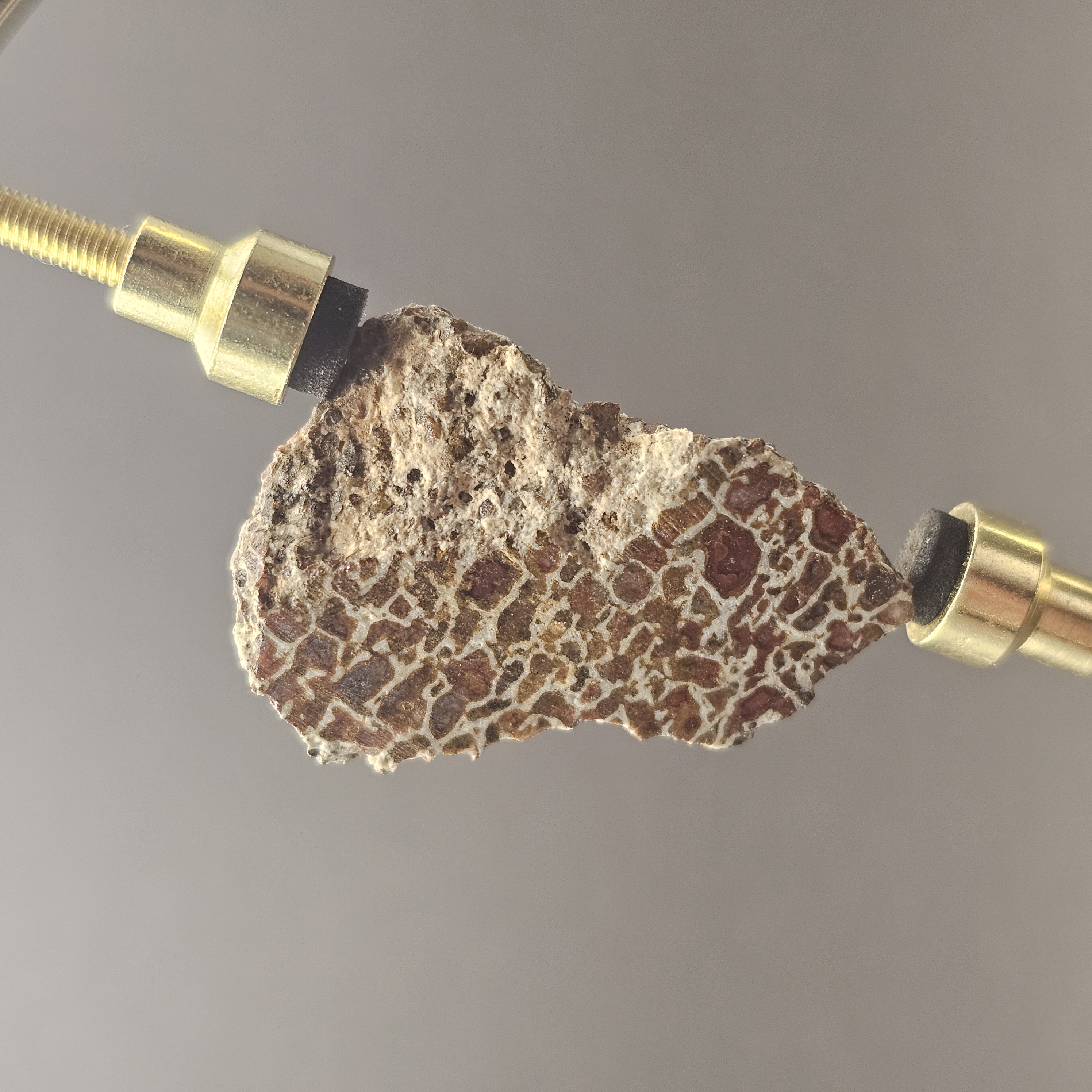 Atlasaurus Bone Slice — view 1