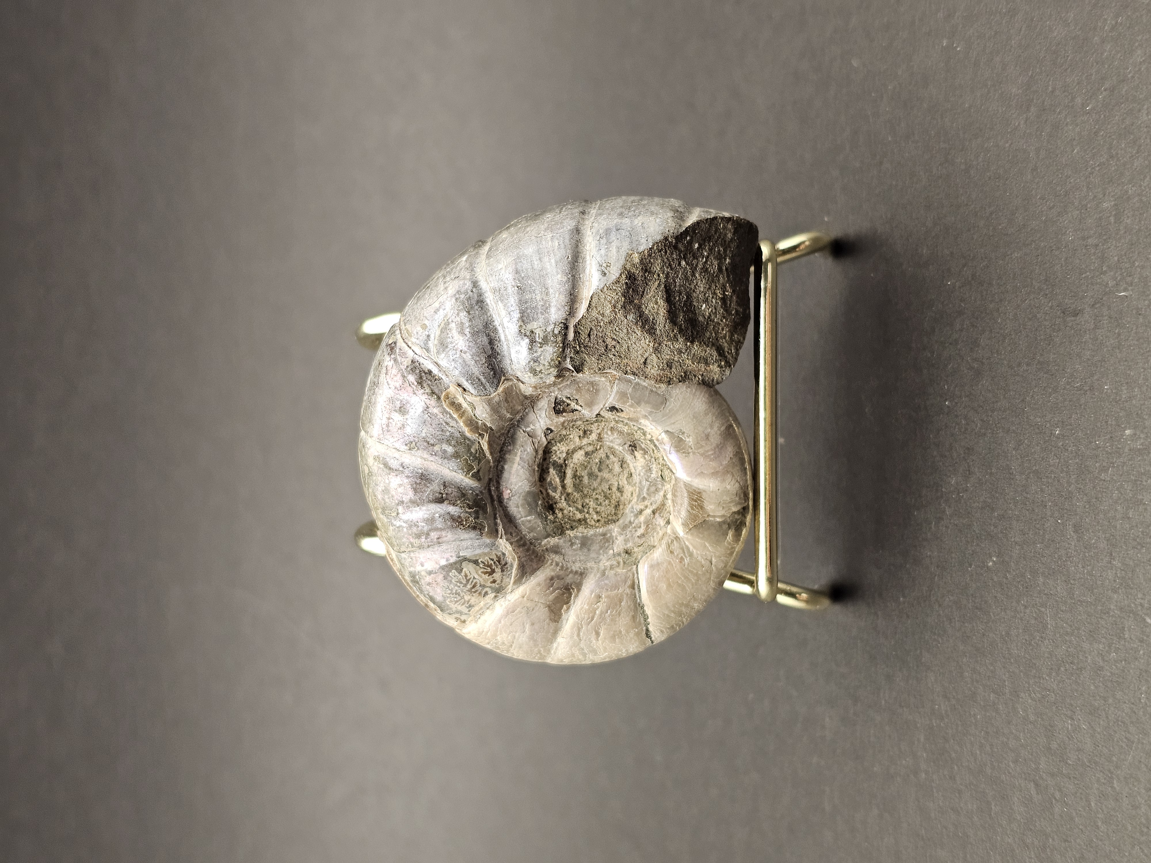Eotetragonites umbilicostriatus Ammonite - Madagasca - 65g — view 2