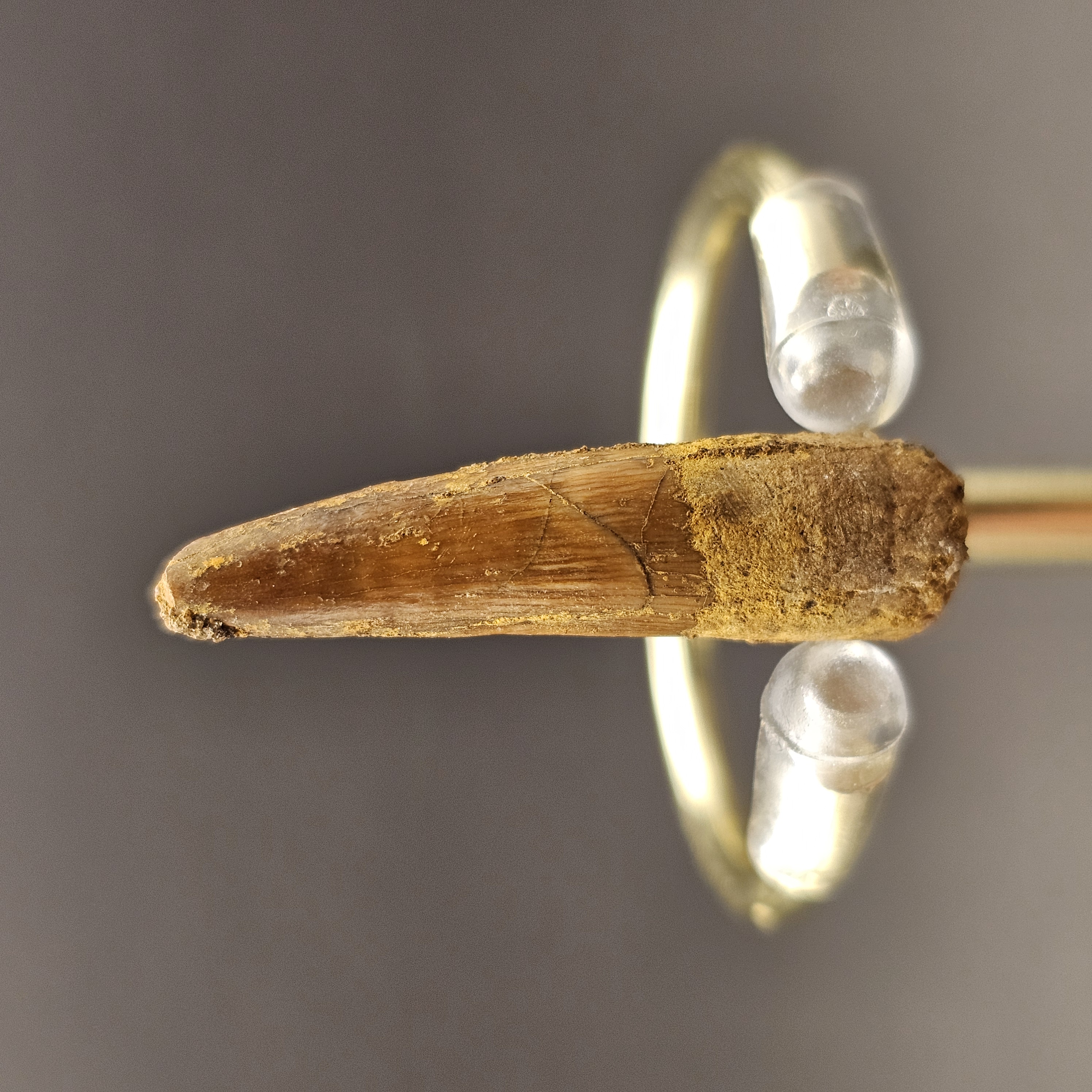 Spinosaurus Tooth — view 5