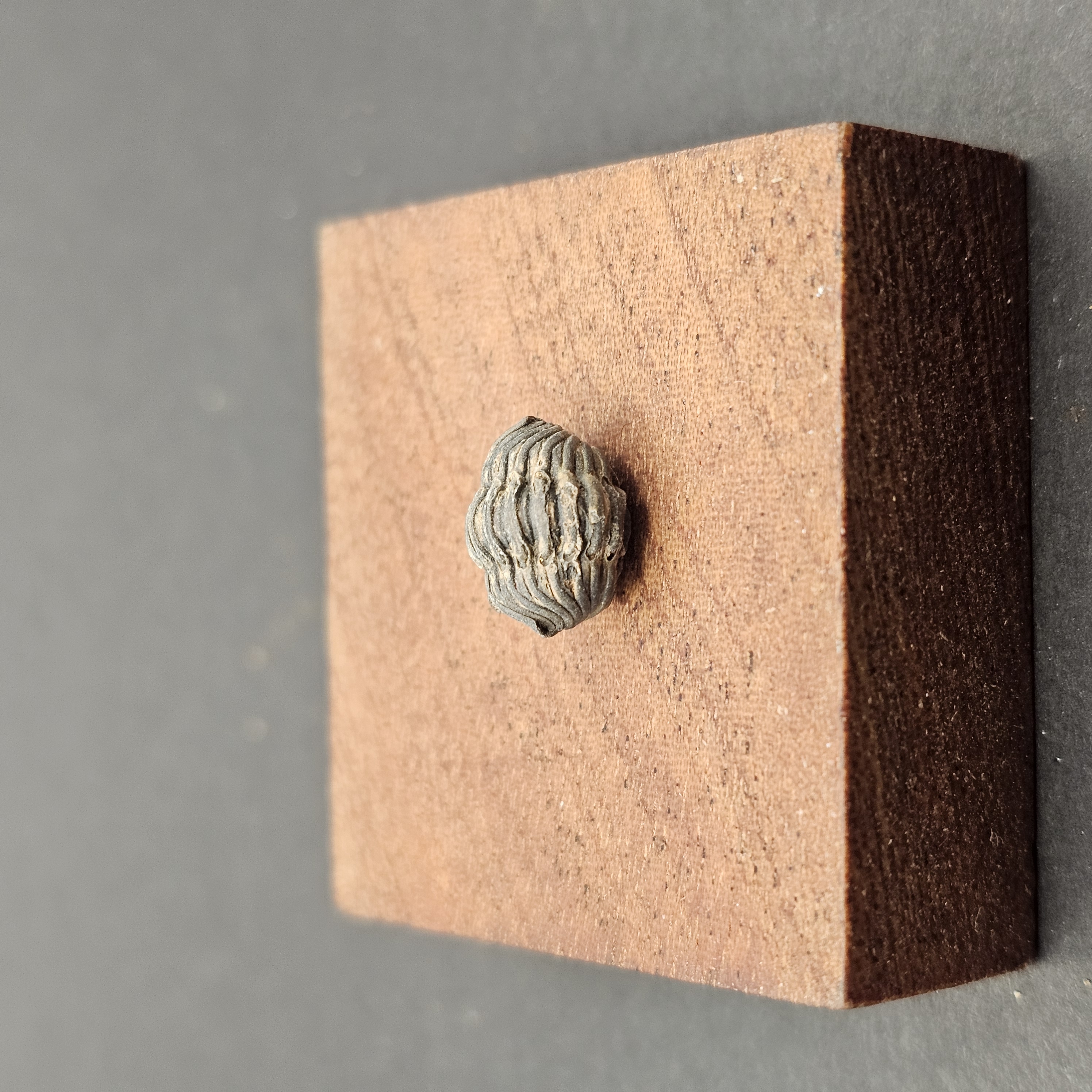 Small Enrolled Phacops Trilobite — view 5