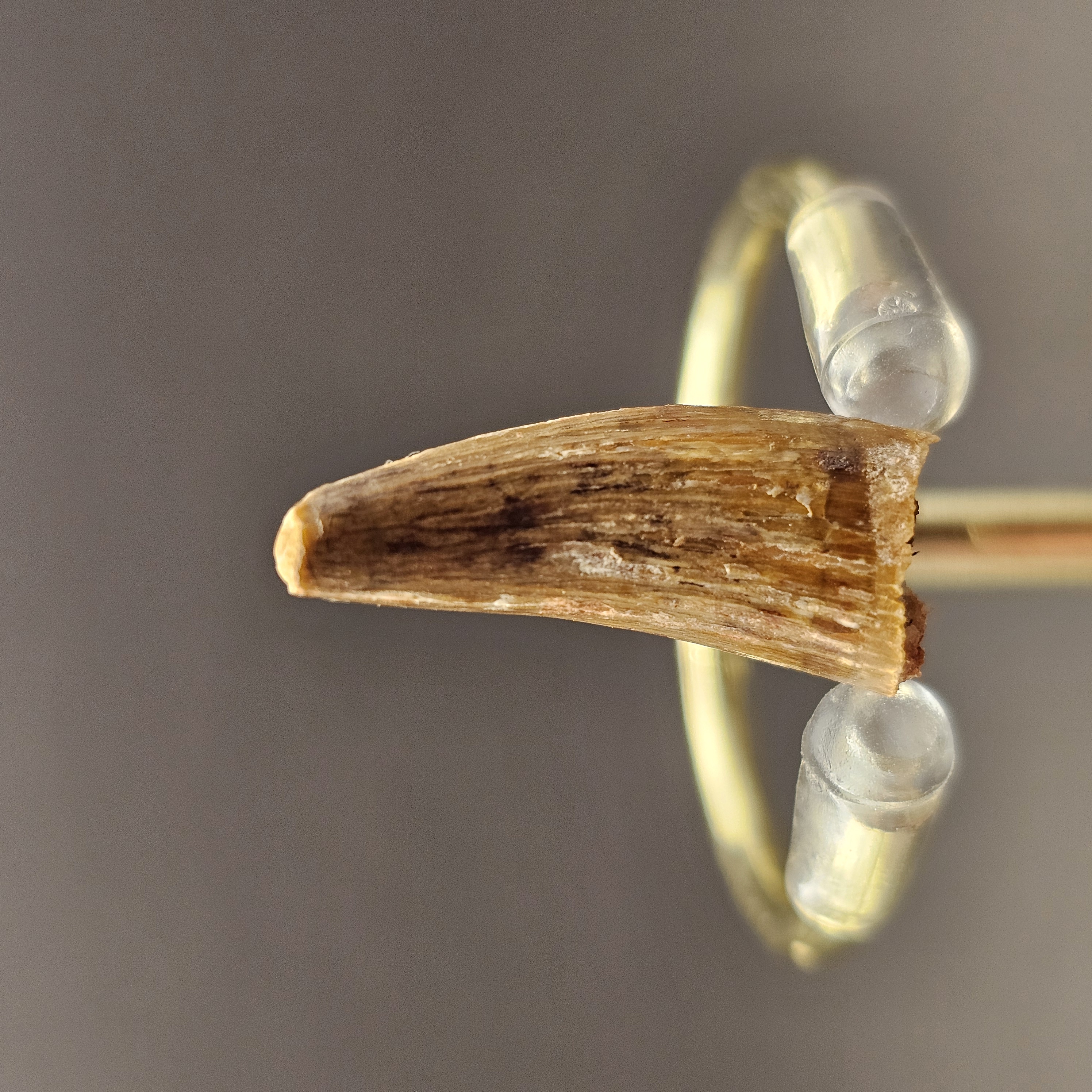 Spinosaurus Tooth — view 2