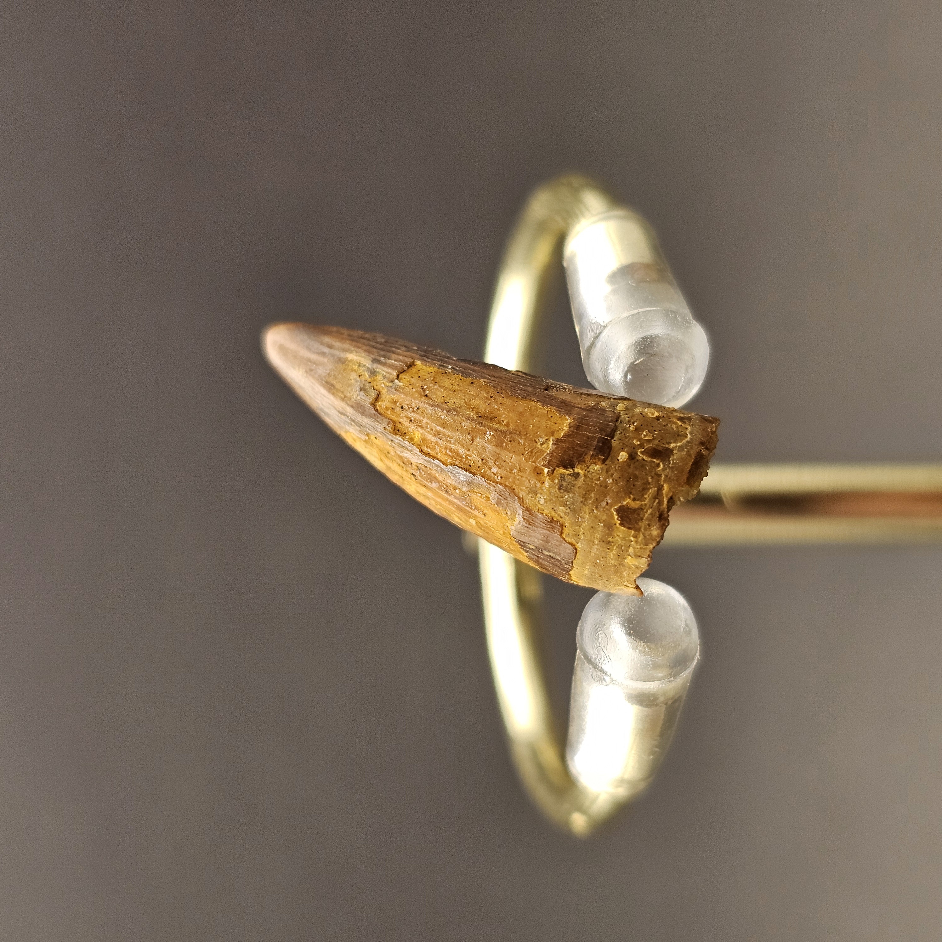 Spinosaurus Tooth — view 8