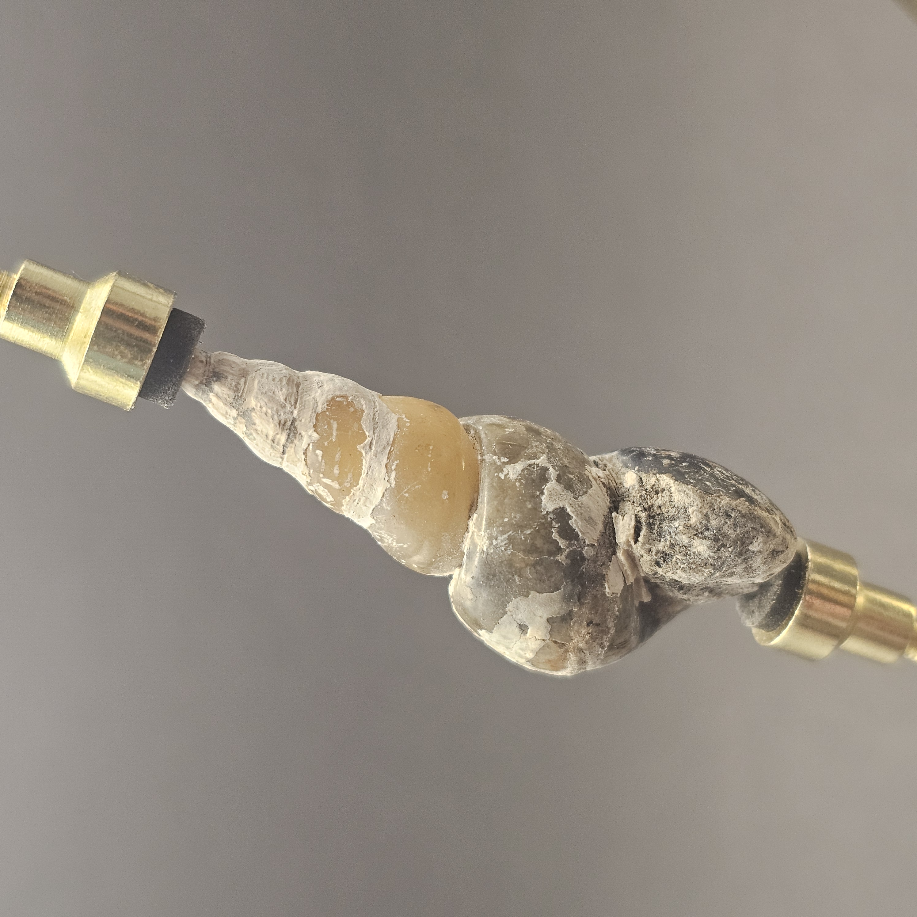 Turritellid Gastropod Shell — view 3