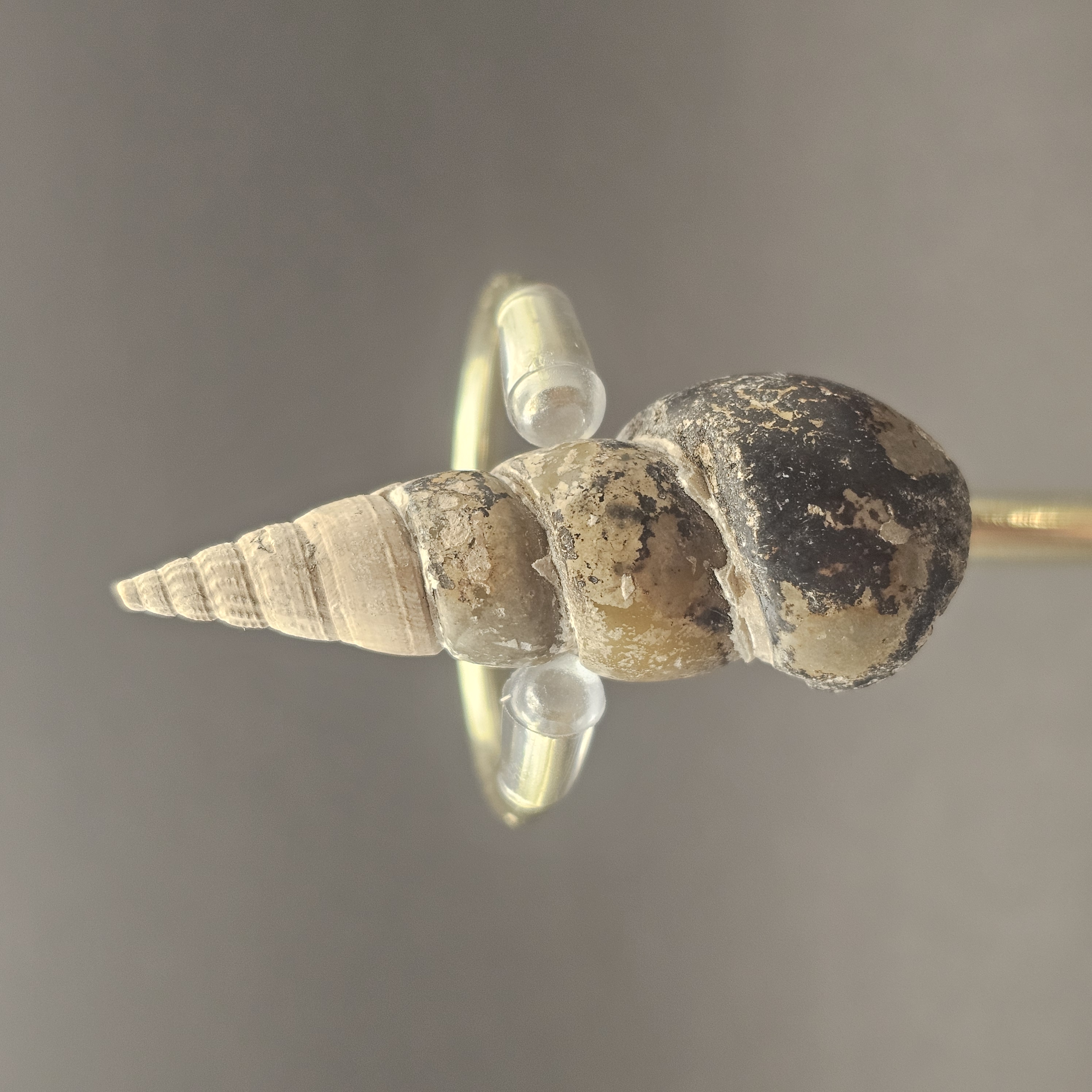 Turritellid Gastropod Shell — view 5